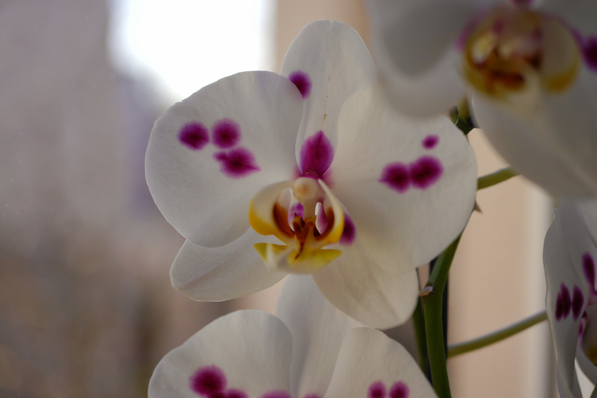 Panasonic Lumix DMC-G6 + NO-ACCESSORY sample photo. Orchid photography