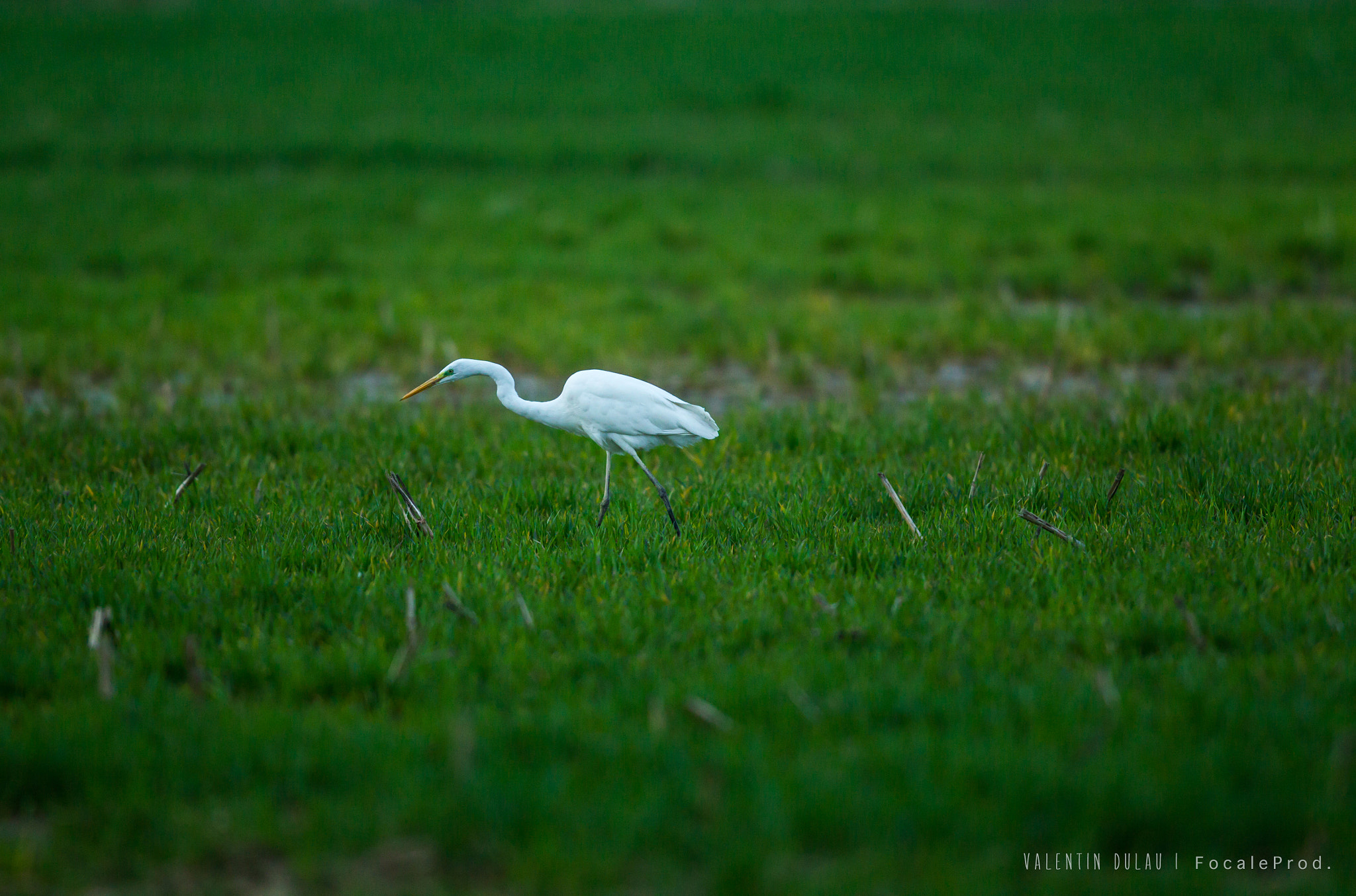 Canon EOS-1D Mark IV sample photo. Grande aigrette photography