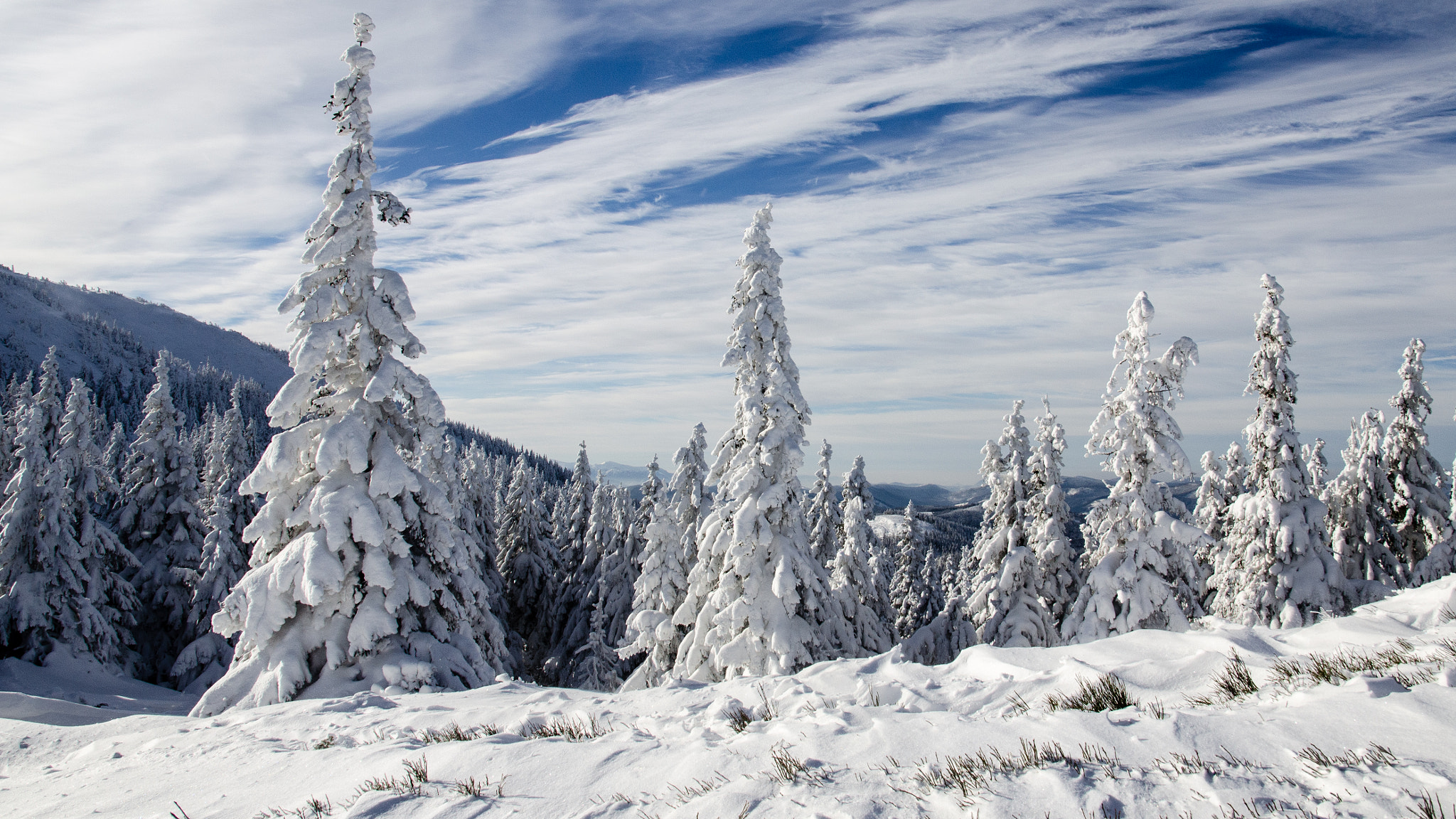 Nikon D5100 sample photo. Winter trees photography