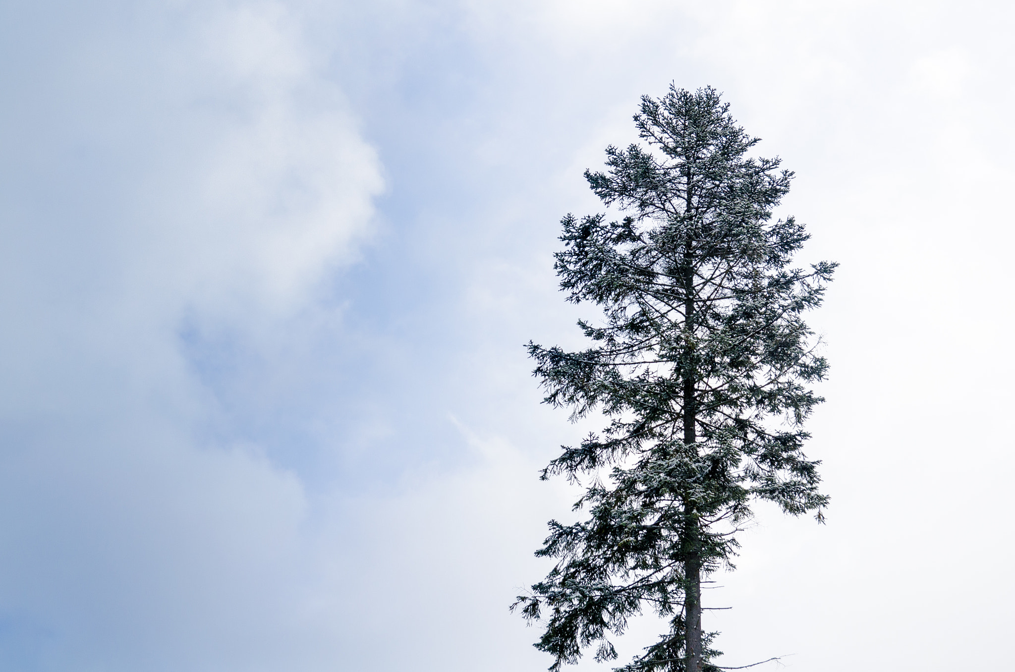 Sigma 17-50mm F2.8 EX DC OS HSM sample photo. Tree photography
