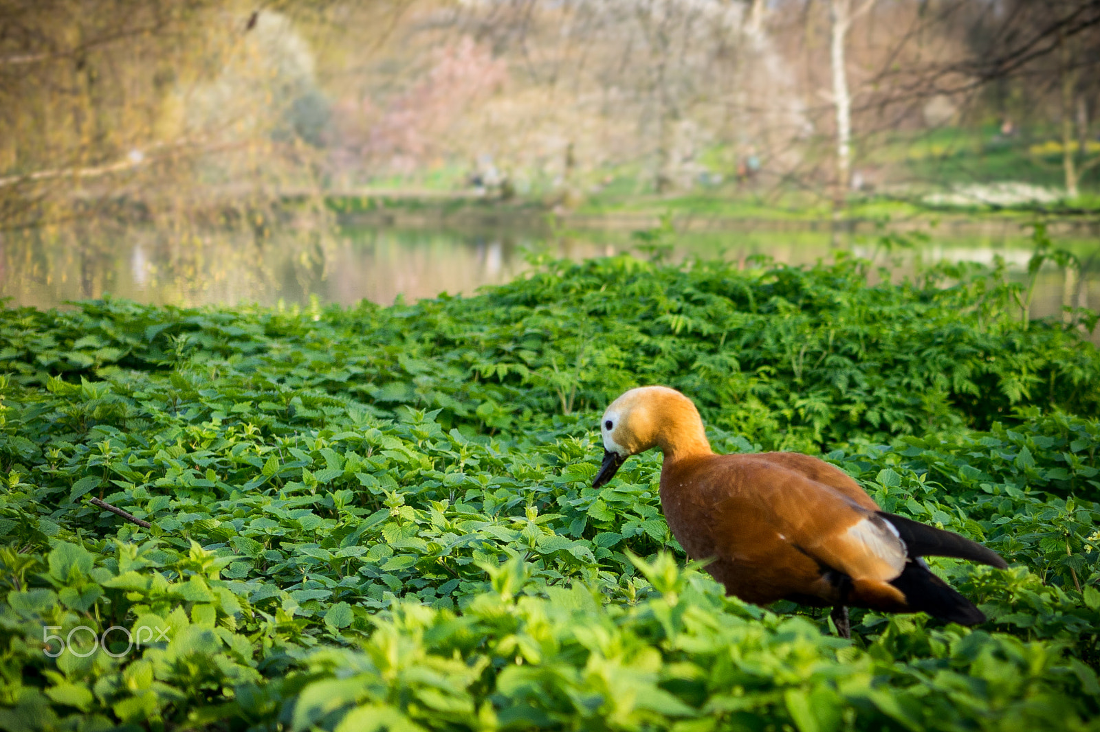 Sony a7 sample photo. Wondering duck photography