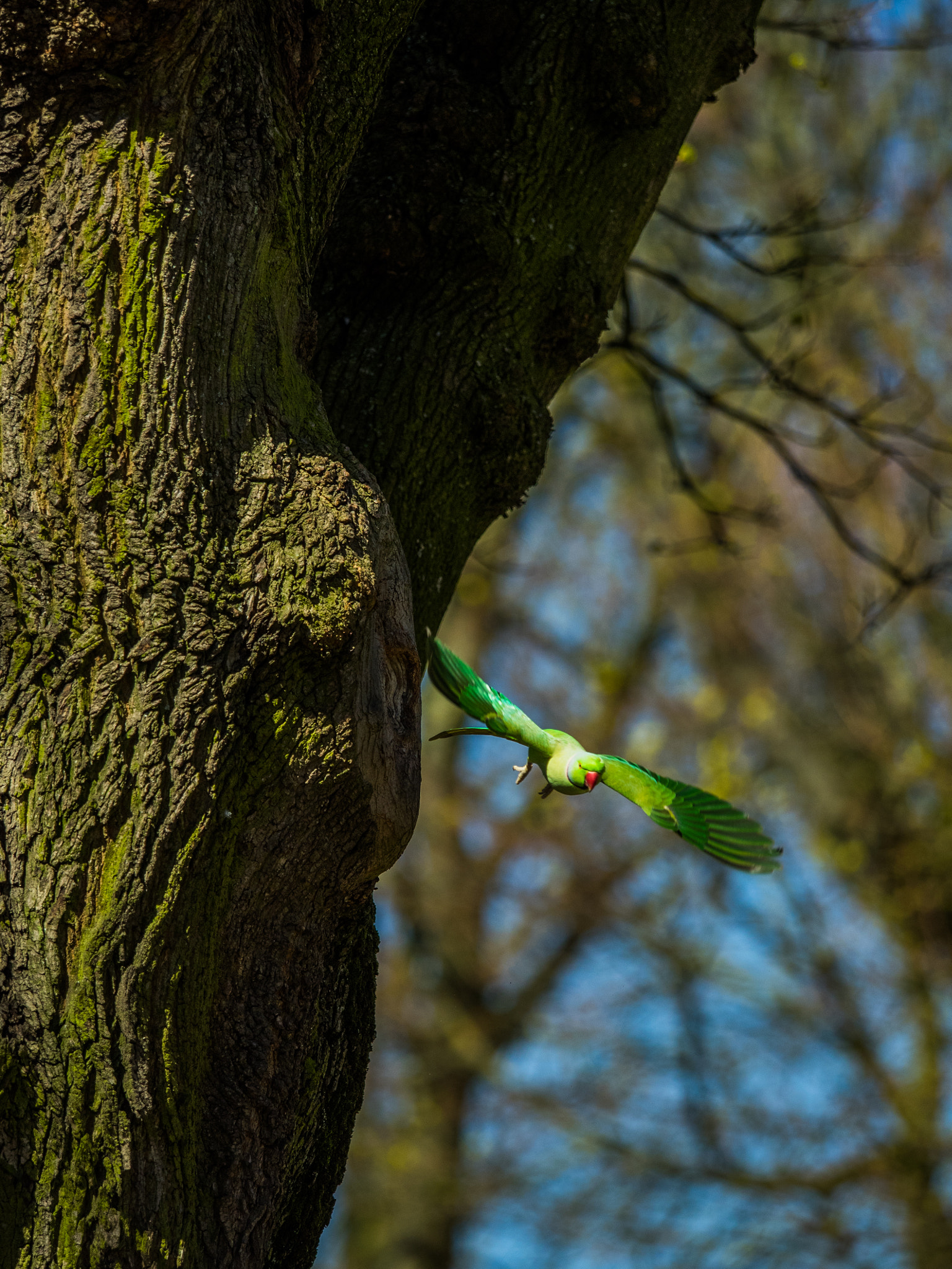 Olympus OM-D E-M1 sample photo. Parrot in brussels photography