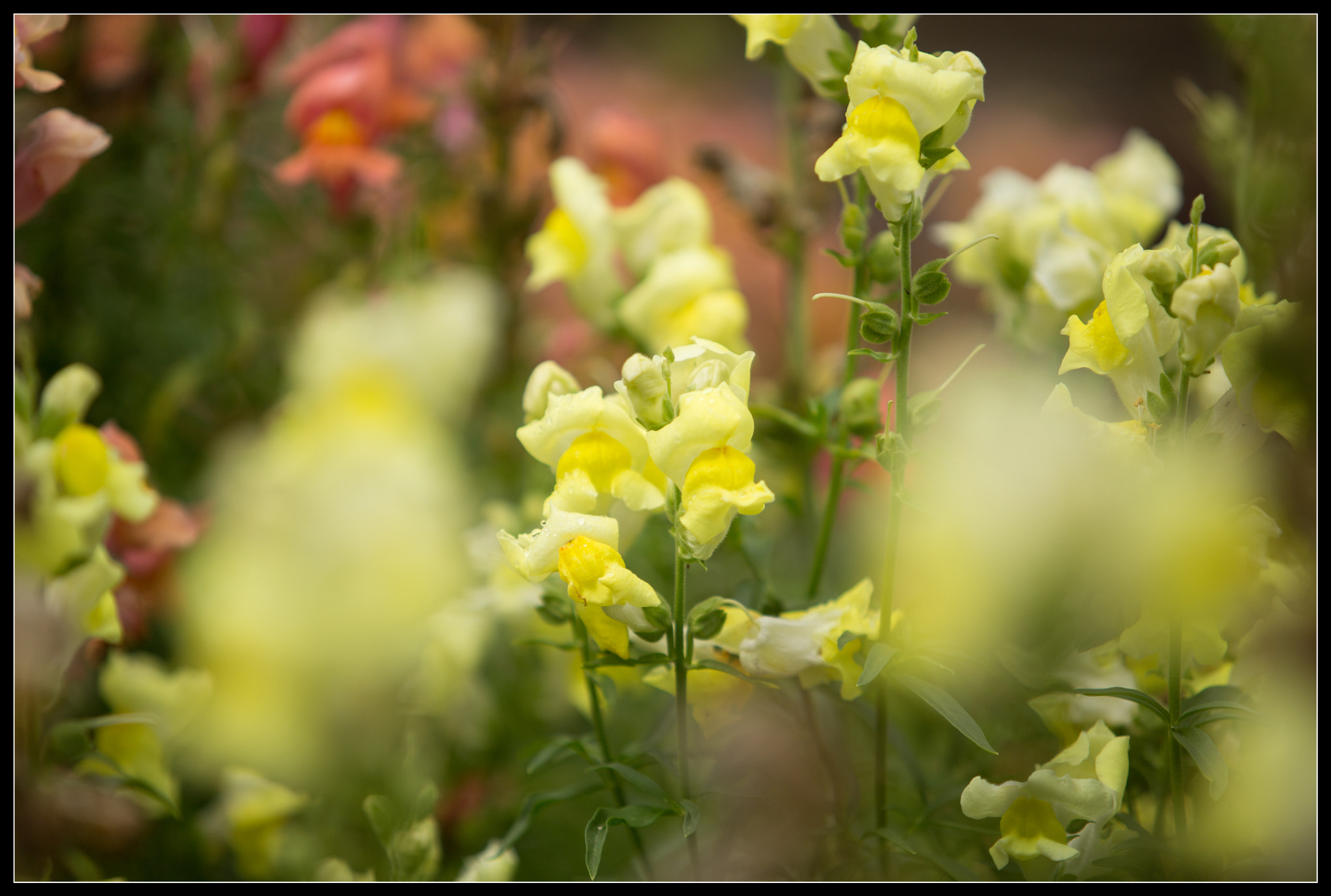 Canon EF 70-200mm F2.8L USM sample photo. Dcf o photography