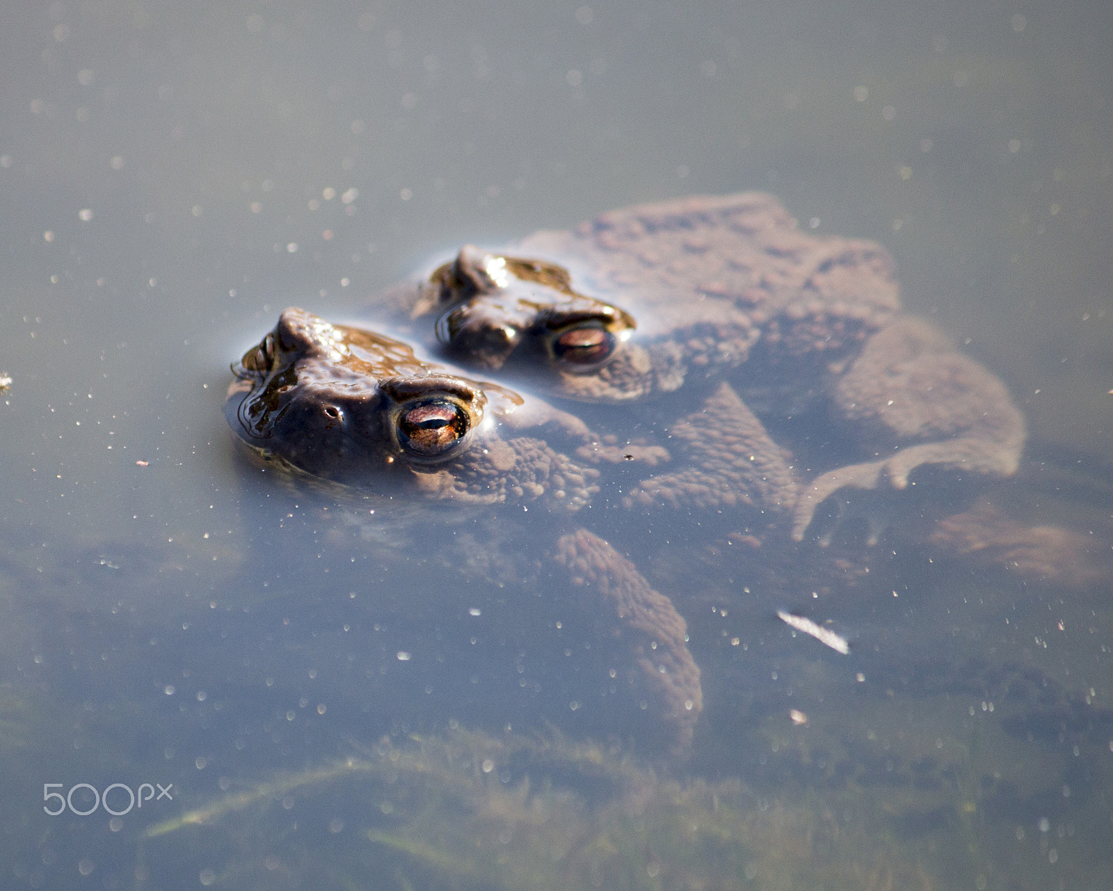 Canon EF-S 55-250mm F4-5.6 IS sample photo. Garten photography