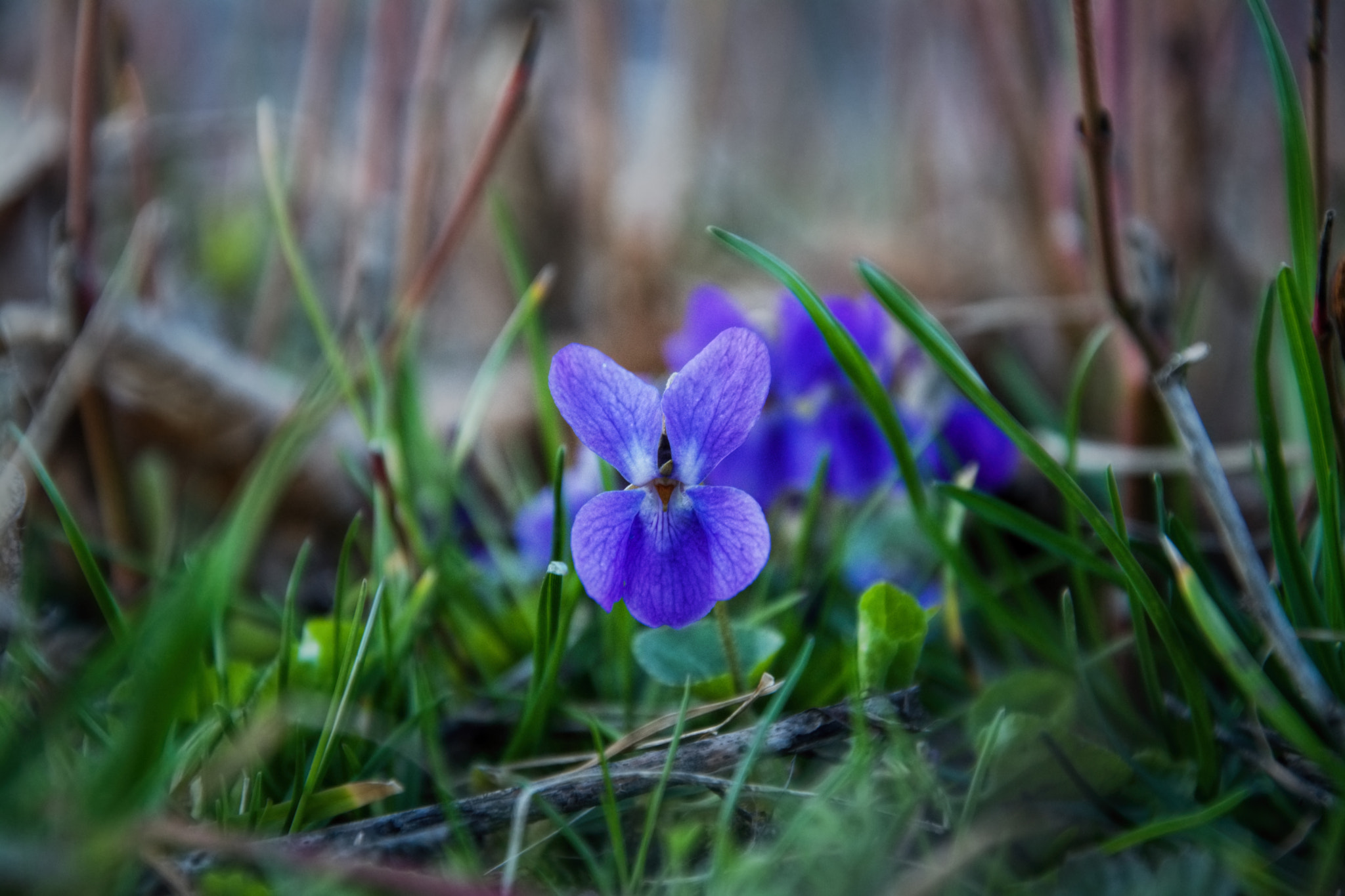 18.00 - 105.00 mm f/3.5 - 5.6 sample photo. Víla tančící v kapkách rosy photography