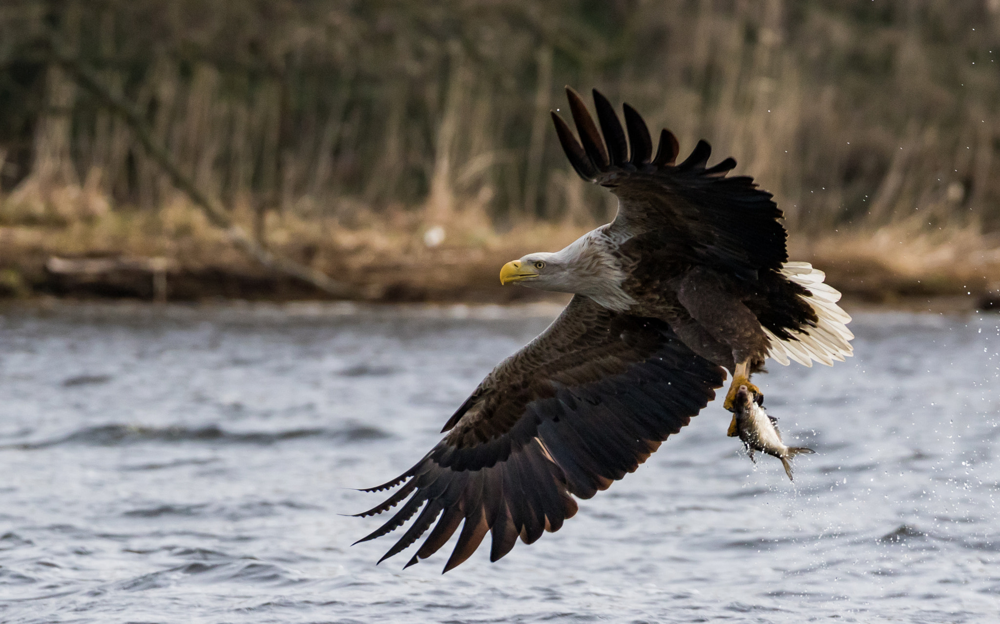 Canon EOS 7D Mark II + 150-600mm F5-6.3 DG OS HSM | Sports 014 sample photo. White-tailed eagle - 2 photography