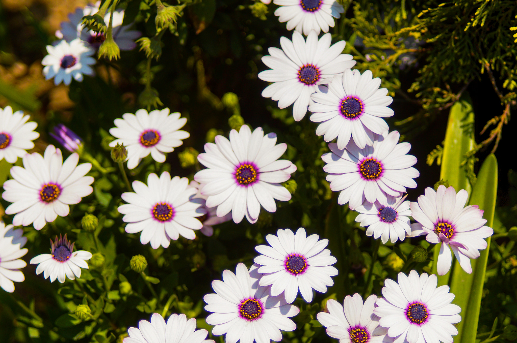 Sony SLT-A37 + 35-70mm F4 sample photo. Macro nature photography