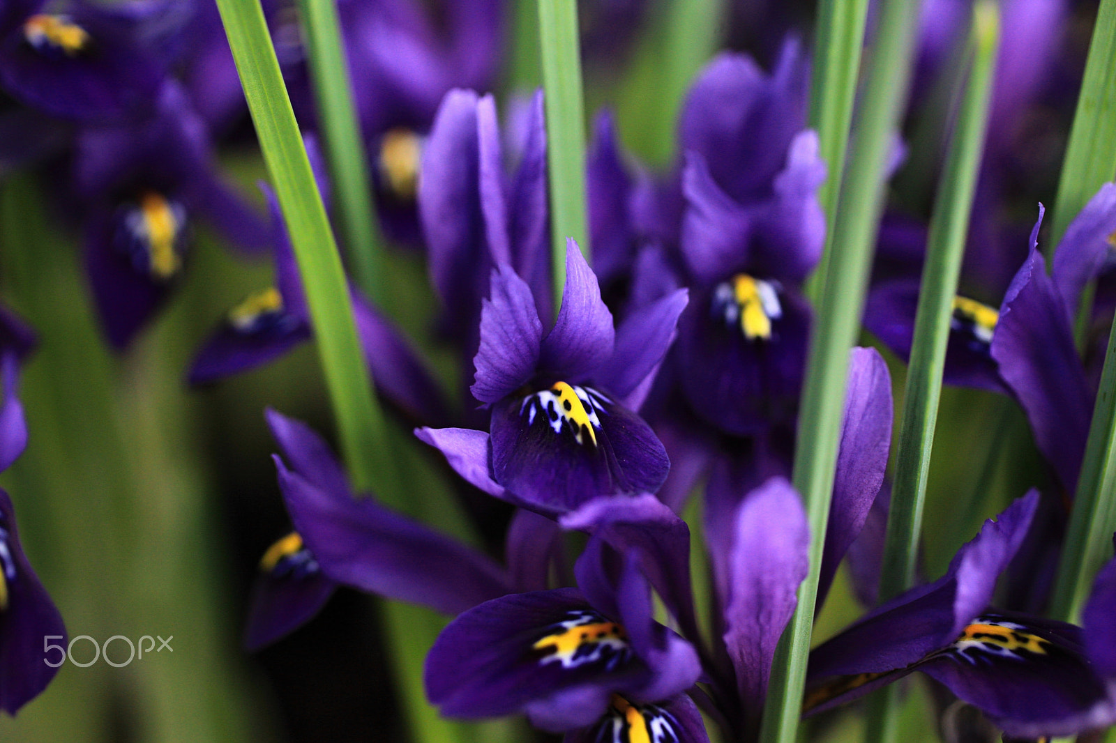 Canon EOS 5D Mark II sample photo. Iris reticulata /early bulbous iris photography