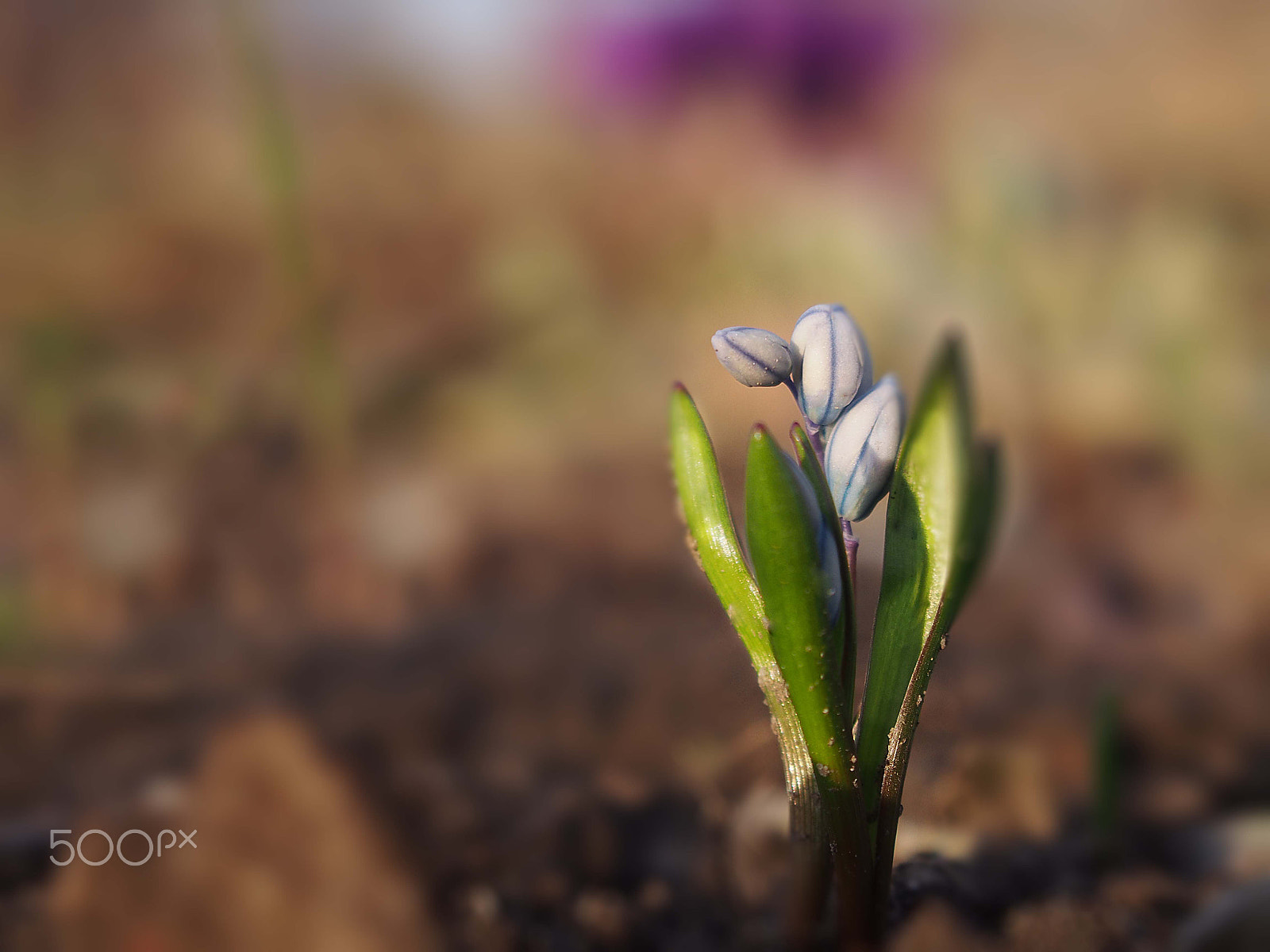 Olympus PEN E-PL5 sample photo. Wiosna photography