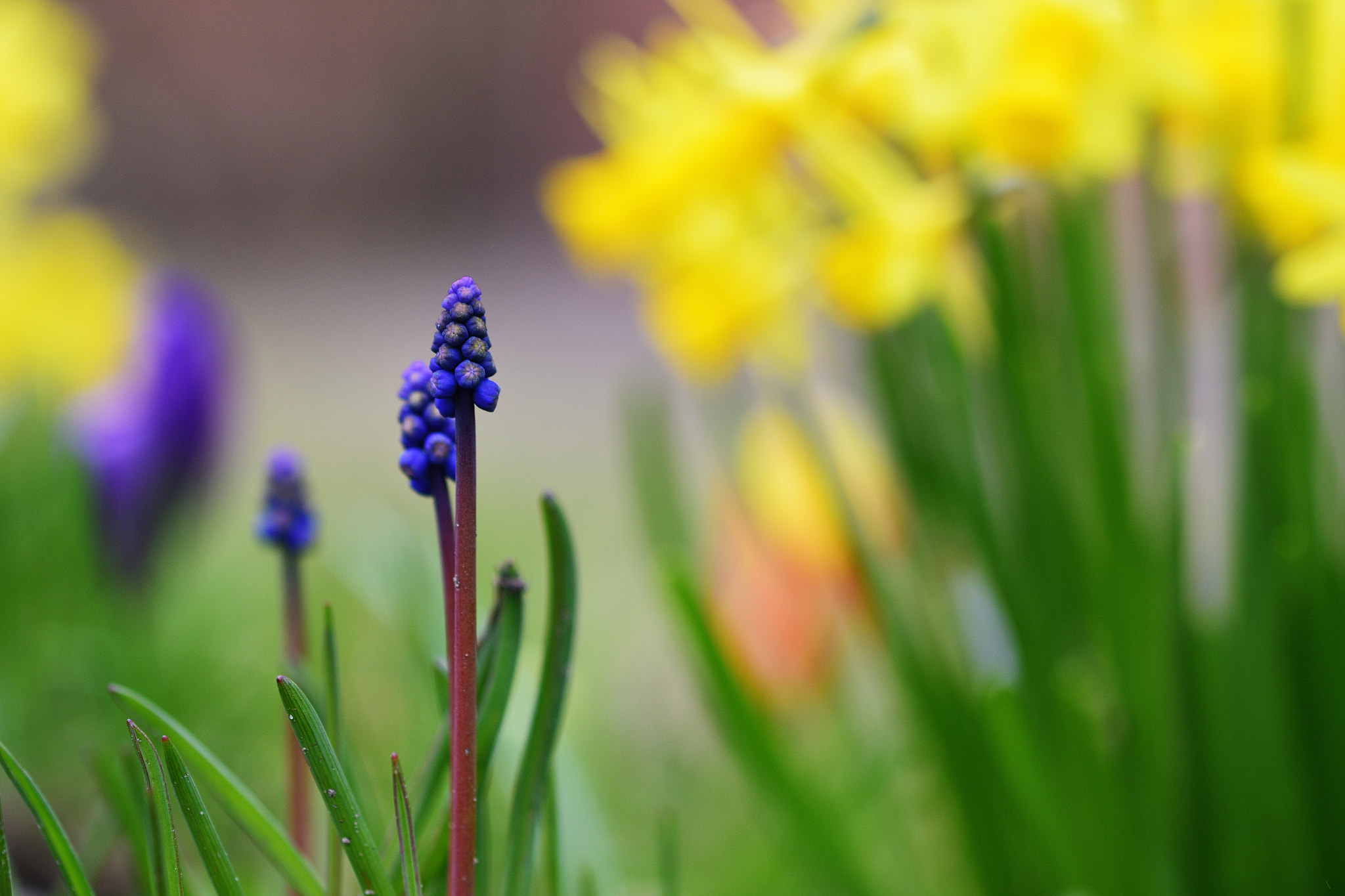 Nikon D7200 sample photo. Spring moment photography
