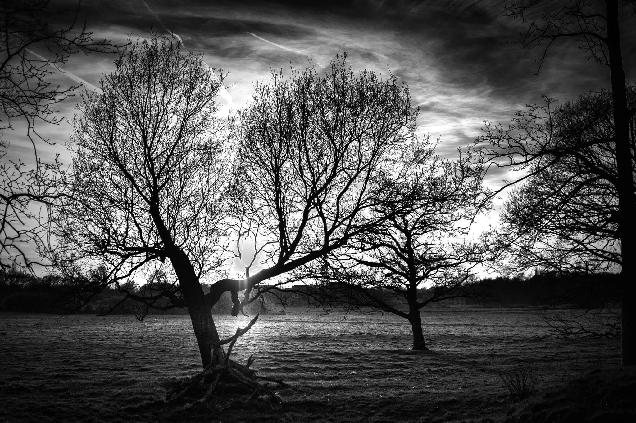 Fujifilm X-T10 + Fujifilm XF 27mm F2.8 sample photo. Tree b&w sunset photography