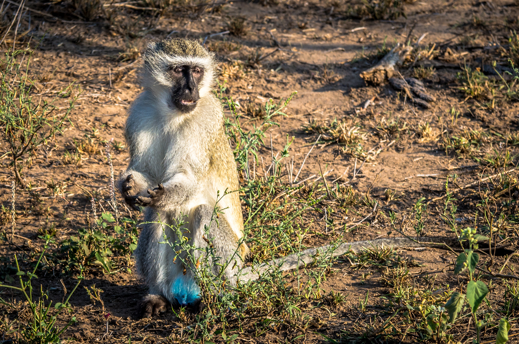 Pentax K-5 II sample photo. Praying vervet monkey photography
