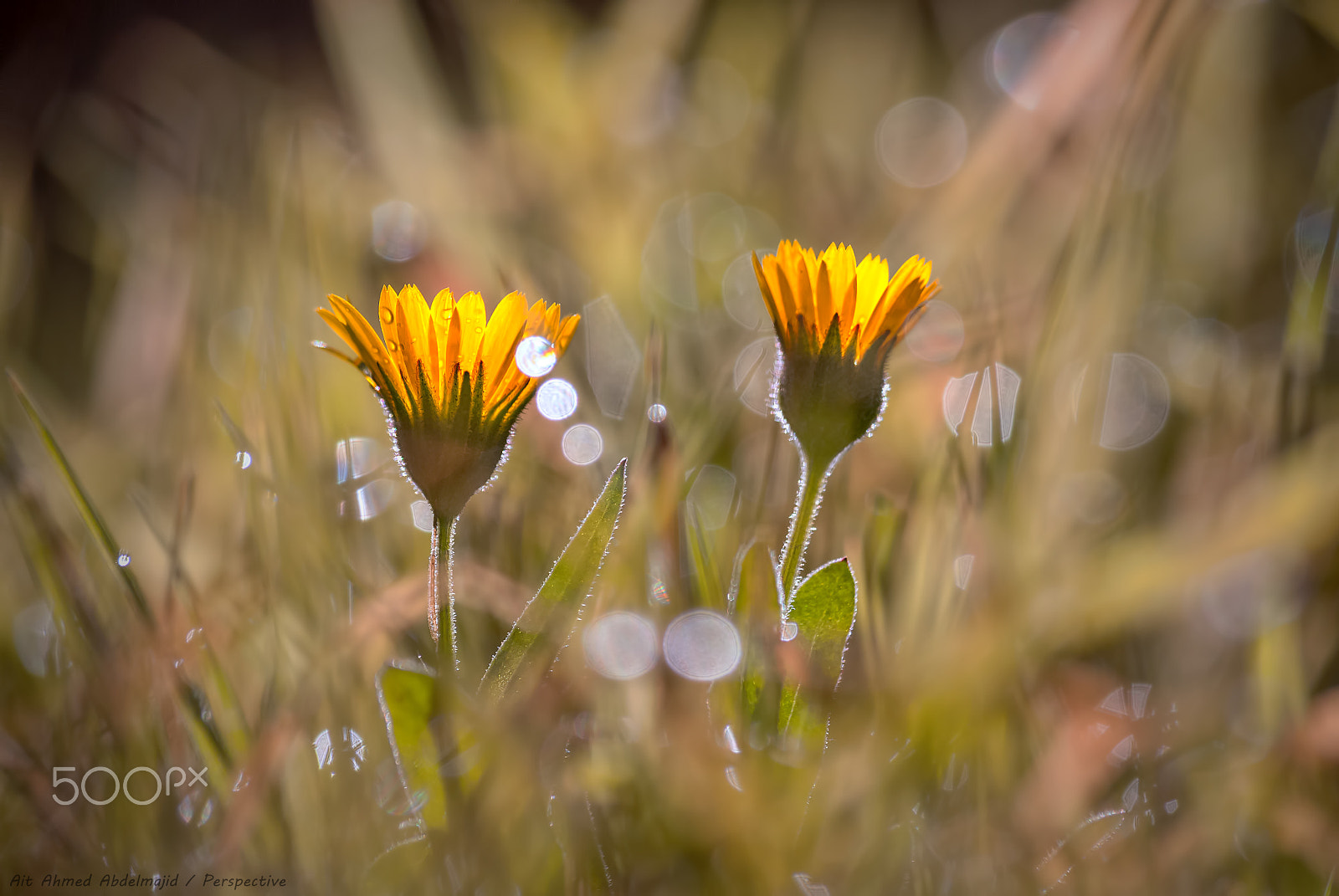 Nikon D200 sample photo. Friends forever...!! photography