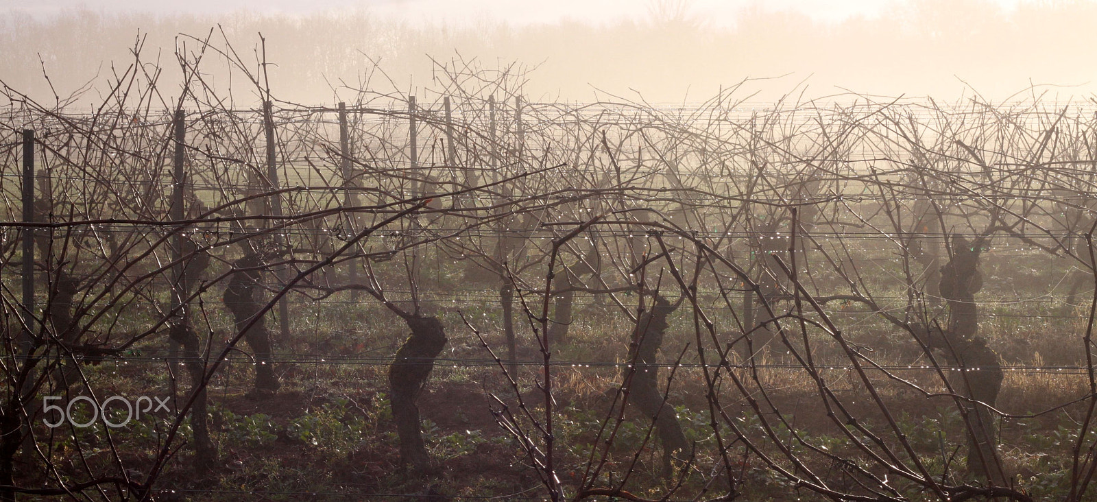 Canon EOS 500D (EOS Rebel T1i / EOS Kiss X3) sample photo. Gaillac photography