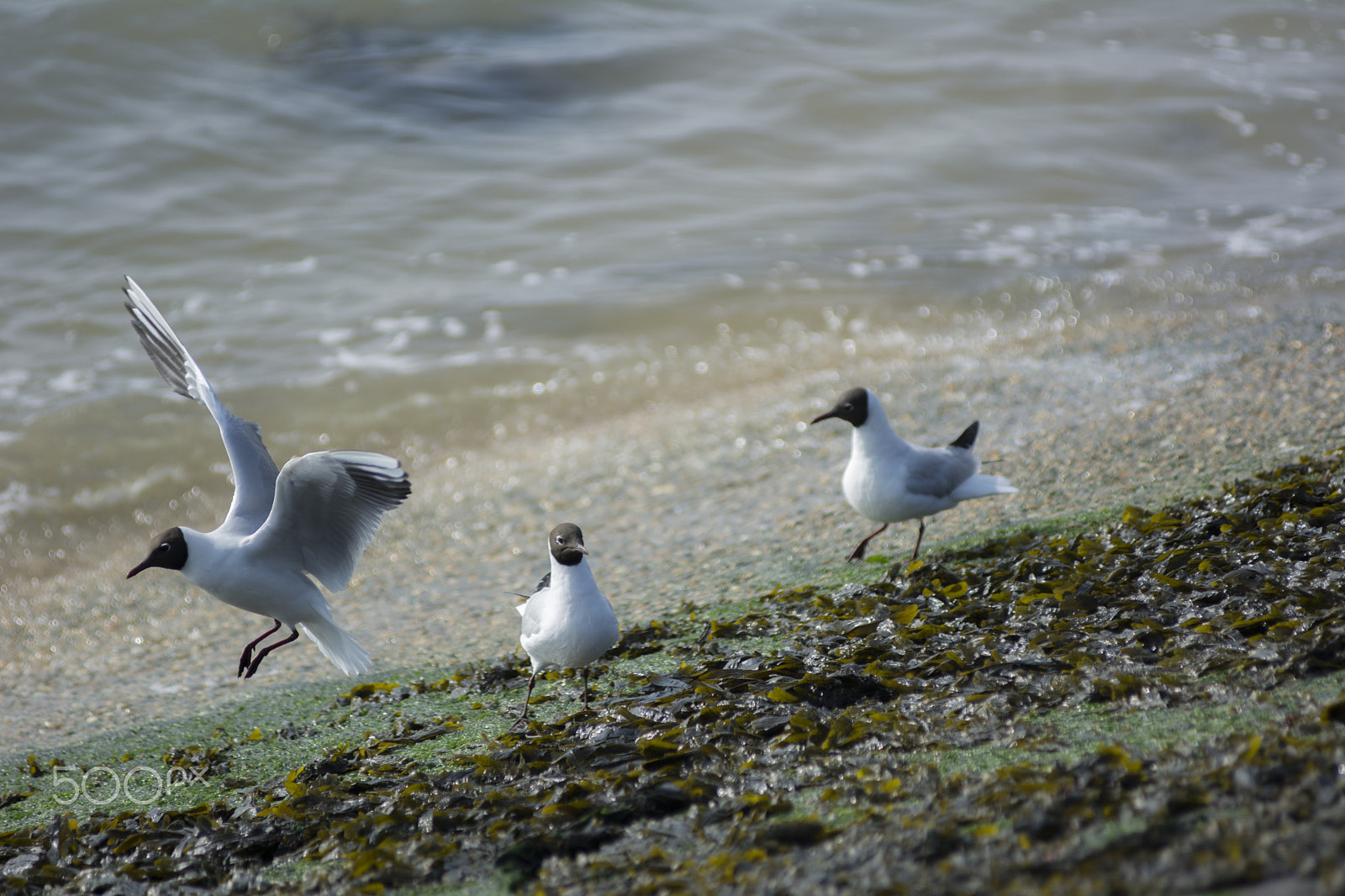 Nikon D7100 + Nikon AF-Nikkor 80-200mm F2.8D ED sample photo. Dsc photography