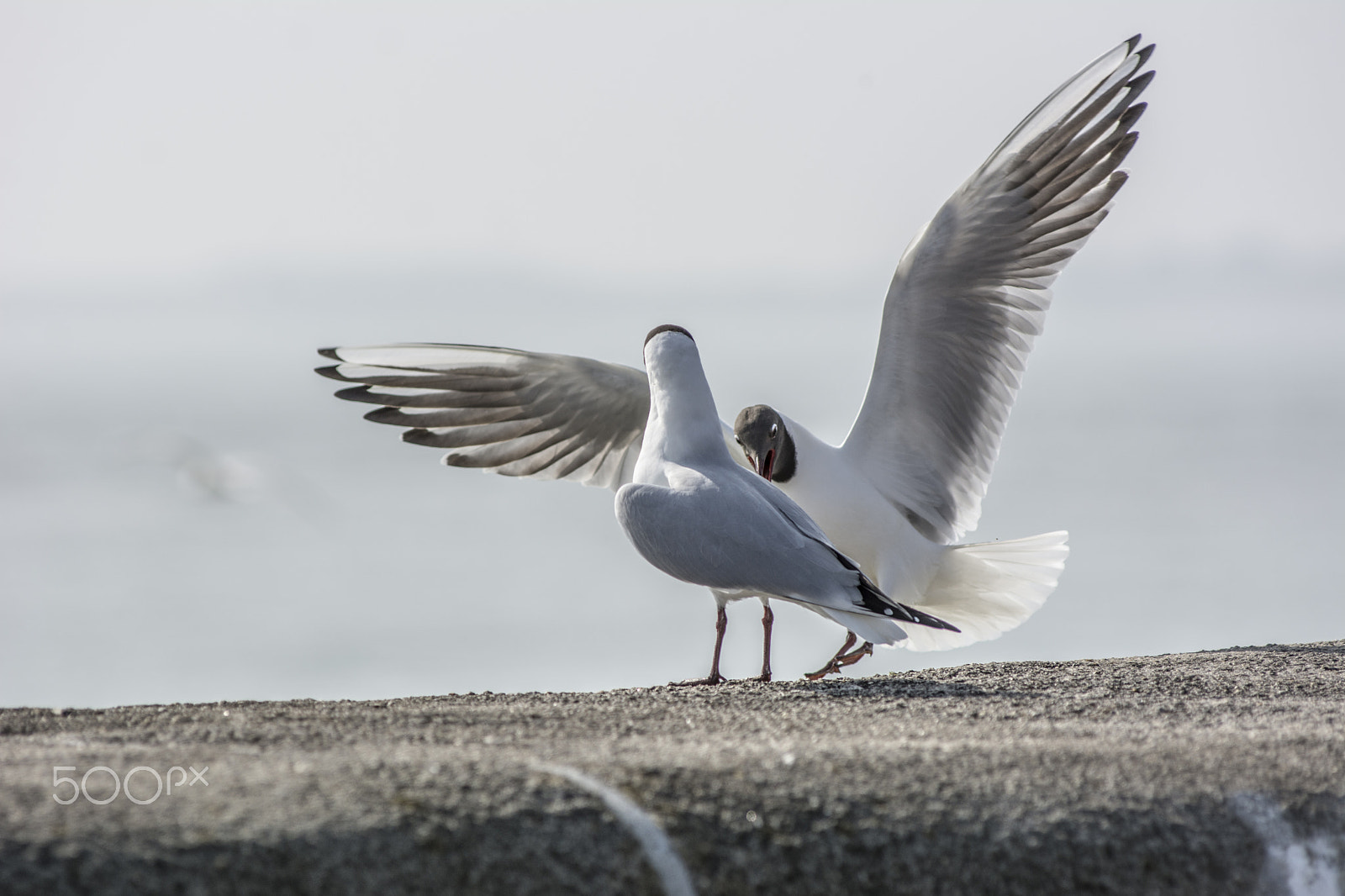 Nikon D7100 + Nikon AF-Nikkor 80-200mm F2.8D ED sample photo. Dsc photography