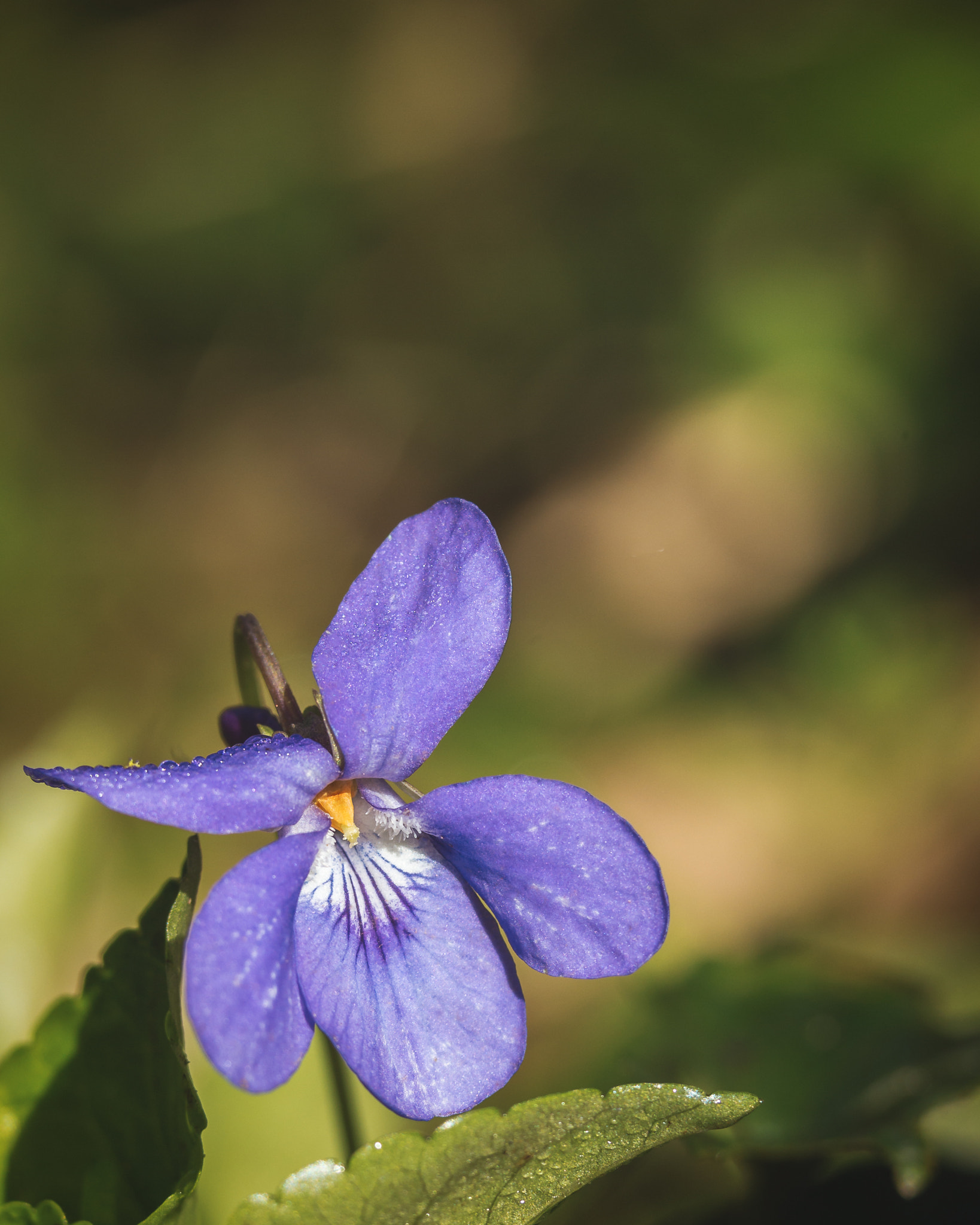 Canon EOS 700D (EOS Rebel T5i / EOS Kiss X7i) + Canon EF 70-200mm F4L IS USM sample photo. Viola riviniana photography