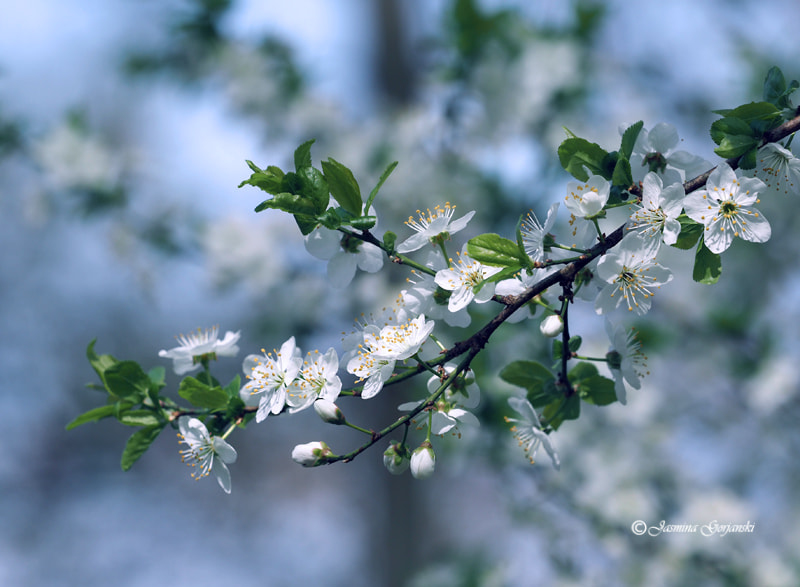 Olympus OM-D E-M1 Mark II sample photo. Spring in blue photography