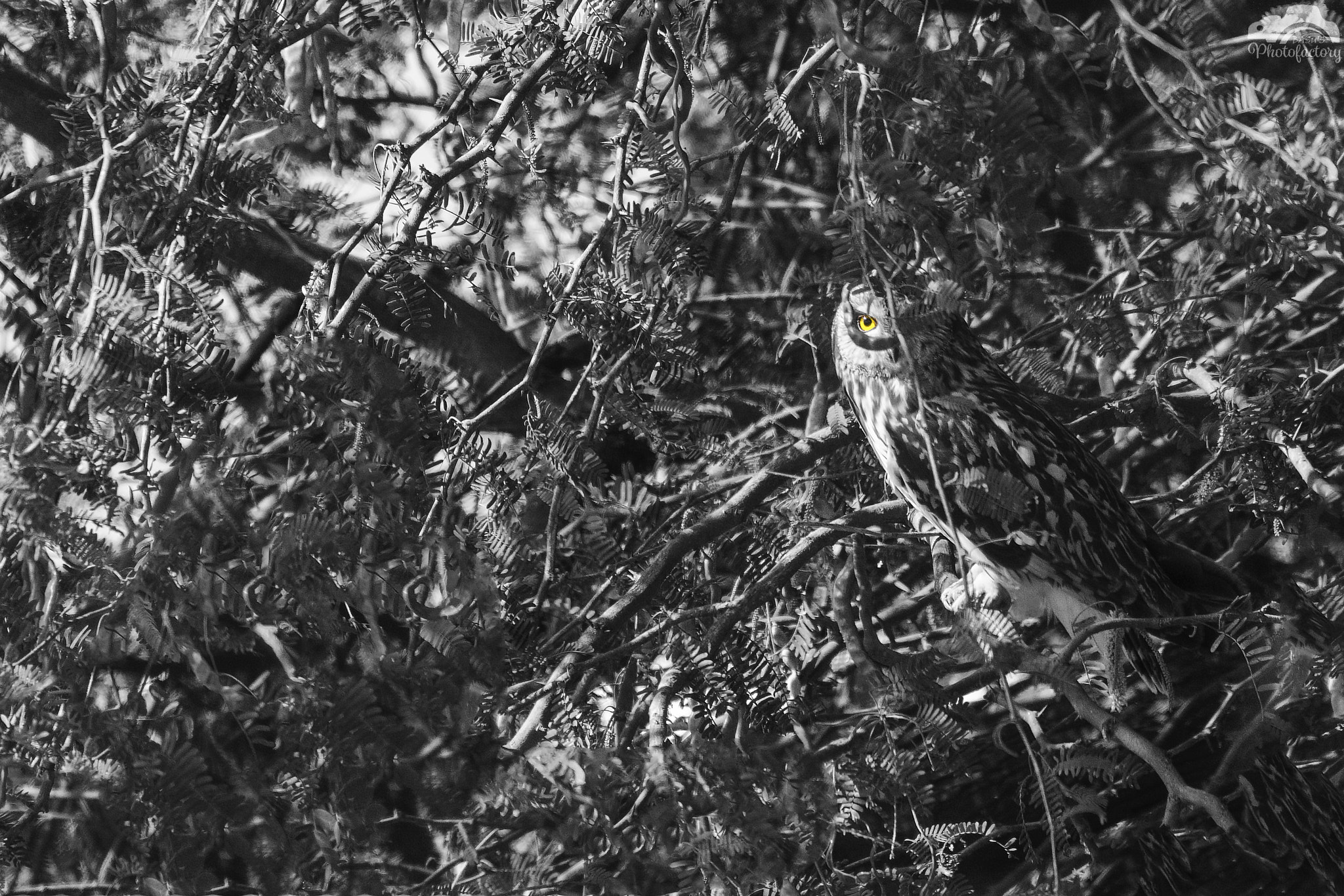 Nikon D7000 sample photo. Shhhhhh.....you are being watched!! - short eared owl photography