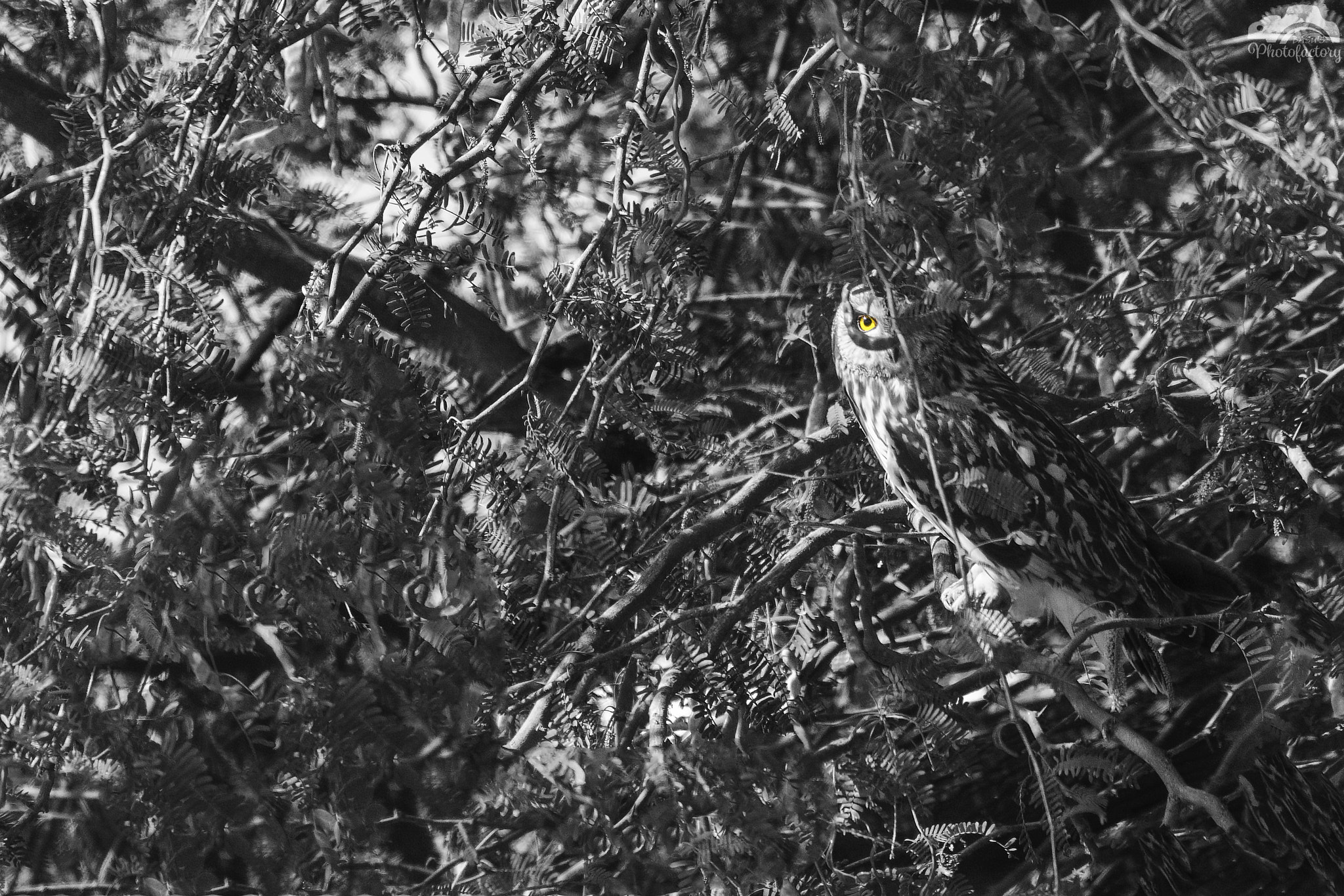 Nikon D7000 + Sigma 150-600mm F5-6.3 DG OS HSM | C sample photo. Shhhhhh.....you are being watched!! - short eared owl photography