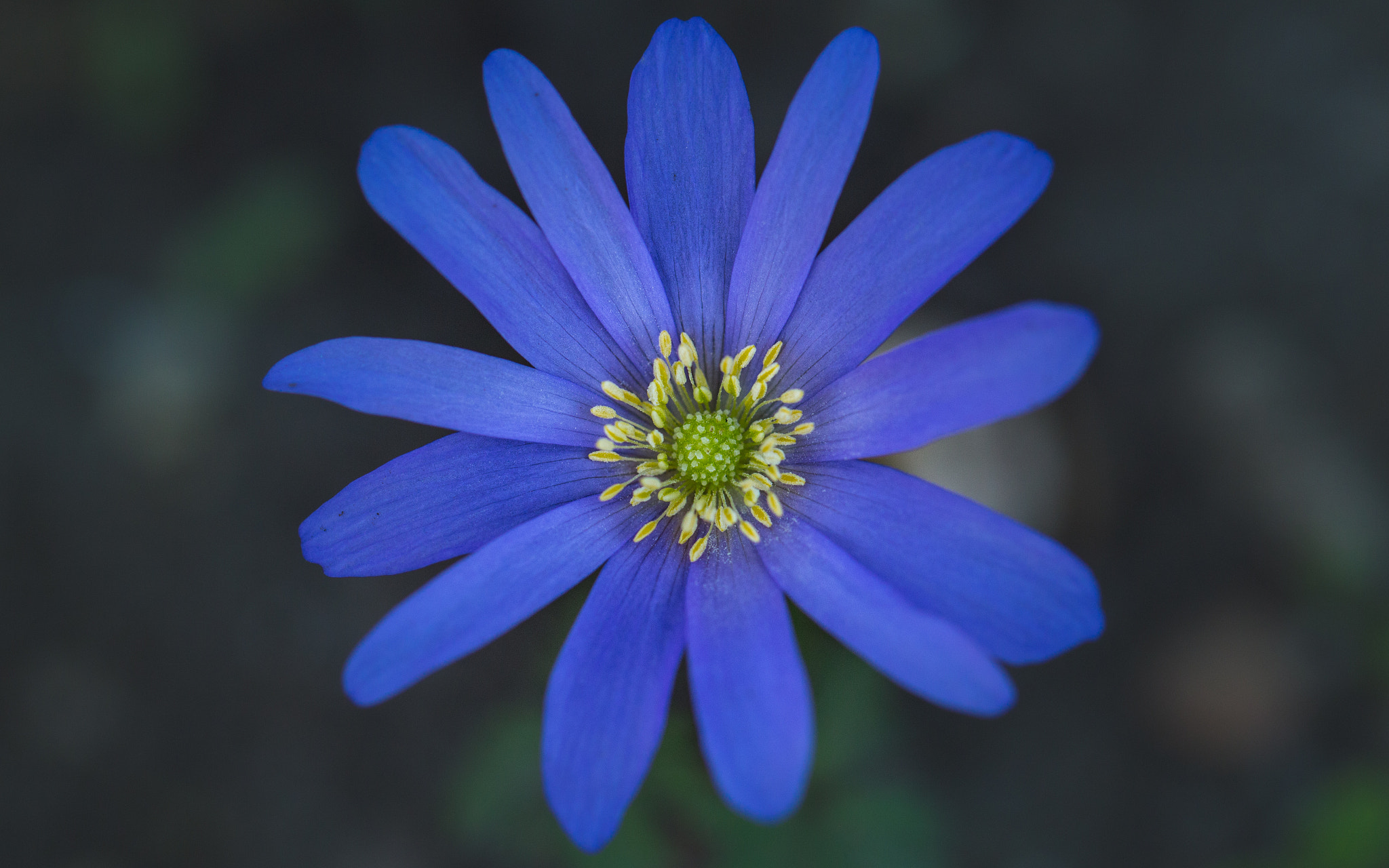 Canon EF 100mm F2.8L Macro IS USM sample photo. Radial blue photography