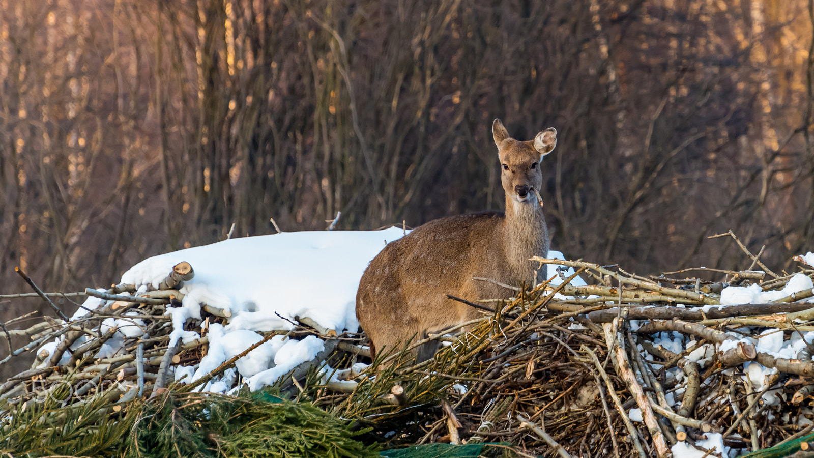 Nikon D810 sample photo. Deer in winter. photography