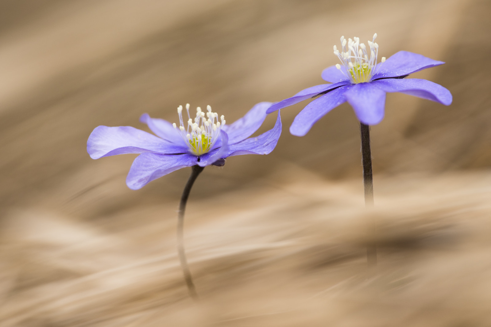 Nikon D810 + Nikon AF-S Nikkor 300mm F4D ED-IF sample photo. Hepatica nobilis photography