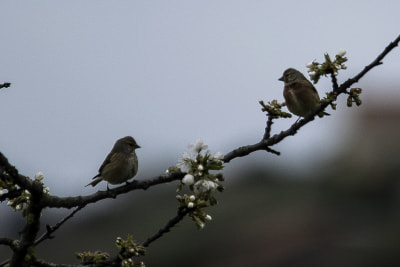 Sigma 150-500mm F5-6.3 DG OS HSM sample photo