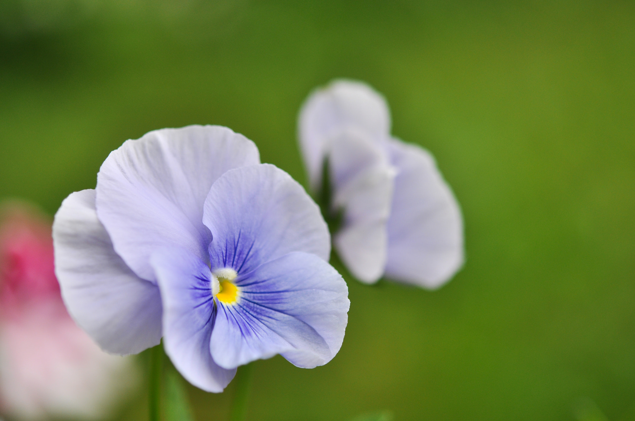 Nikon AF-S Micro-Nikkor 60mm F2.8G ED sample photo. Short photography