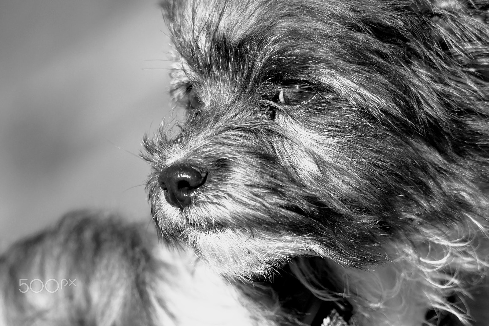 Nikon D7200 sample photo. Shanti photography