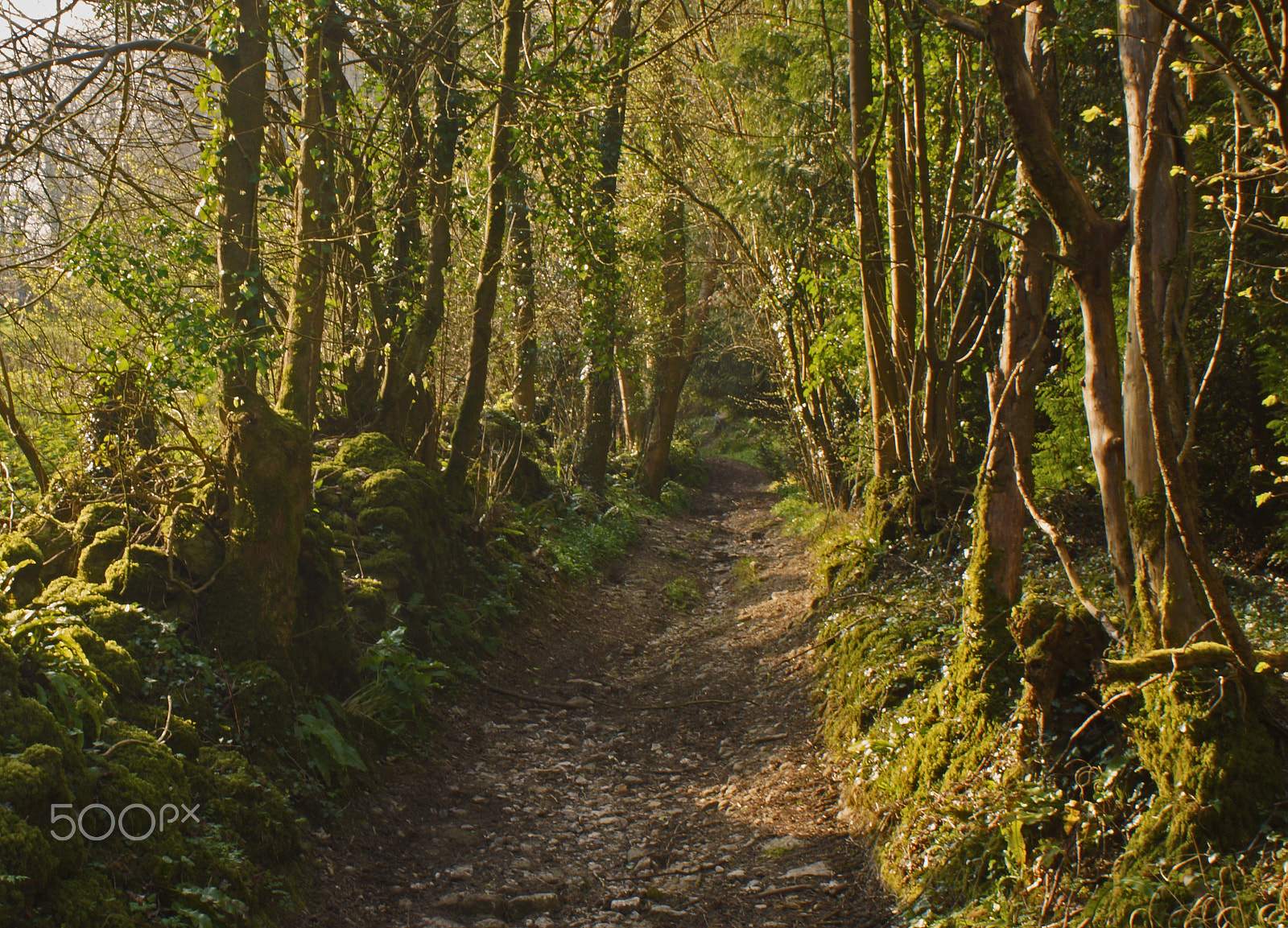 Sony DT 18-70mm F3.5-5.6 sample photo. The golden path photography