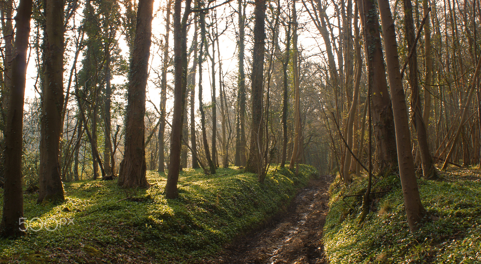 Sony DT 18-70mm F3.5-5.6 sample photo. Toadsmoor woods photography