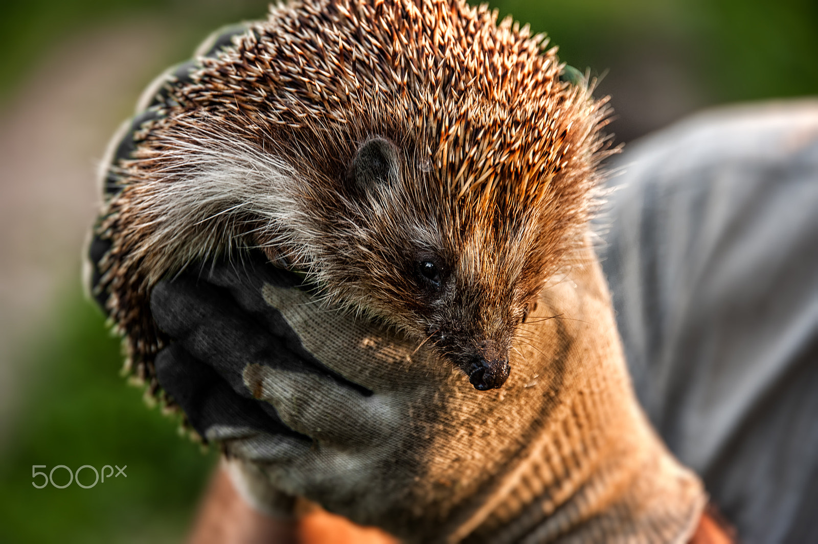 Nikon D700 sample photo. Forest wild prickly hedgehog in human hands photography