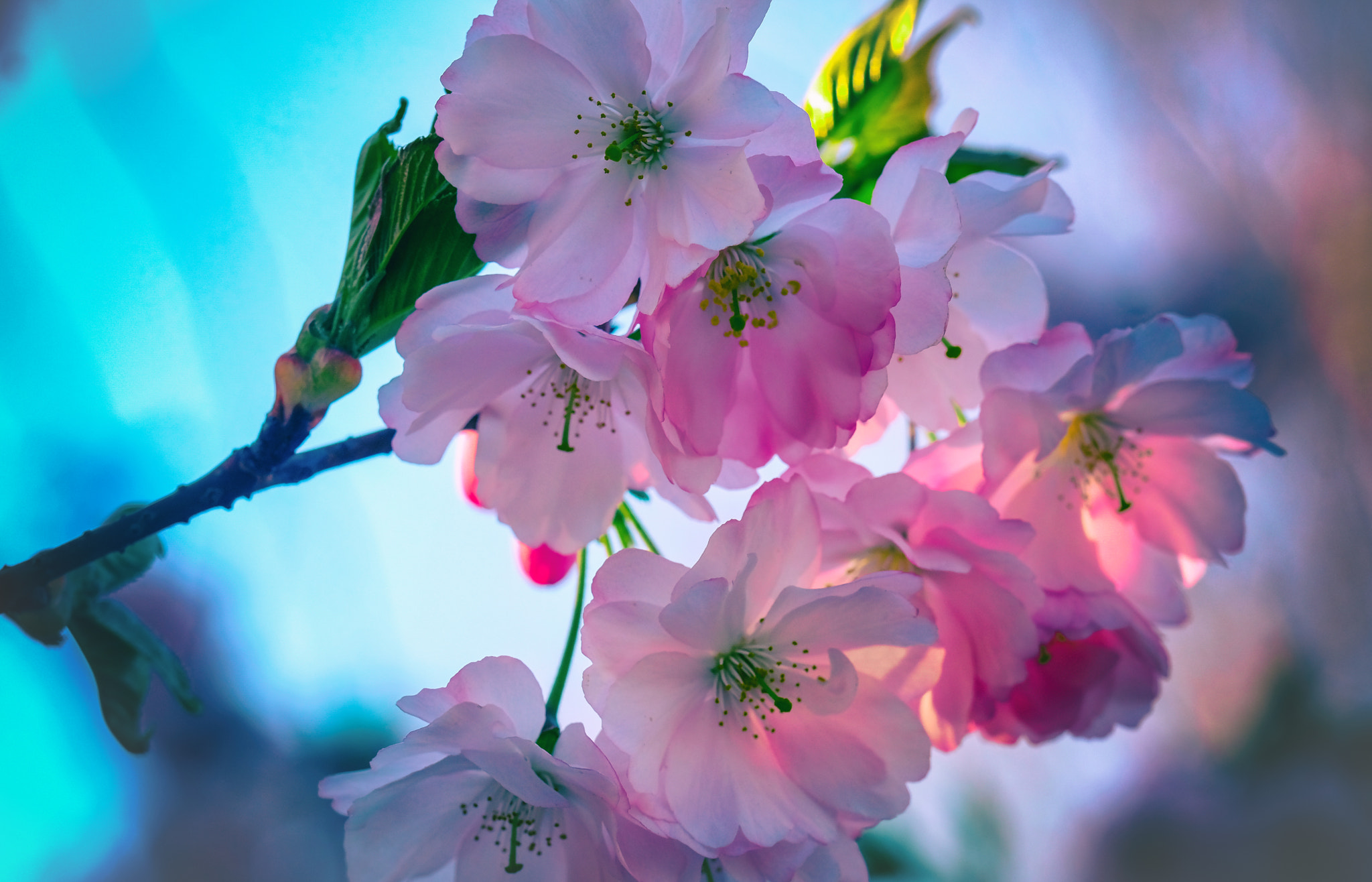 Fujifilm X-T2 + Fujifilm XF 90mm F2 R LM WR sample photo. Cherry wannabe photography