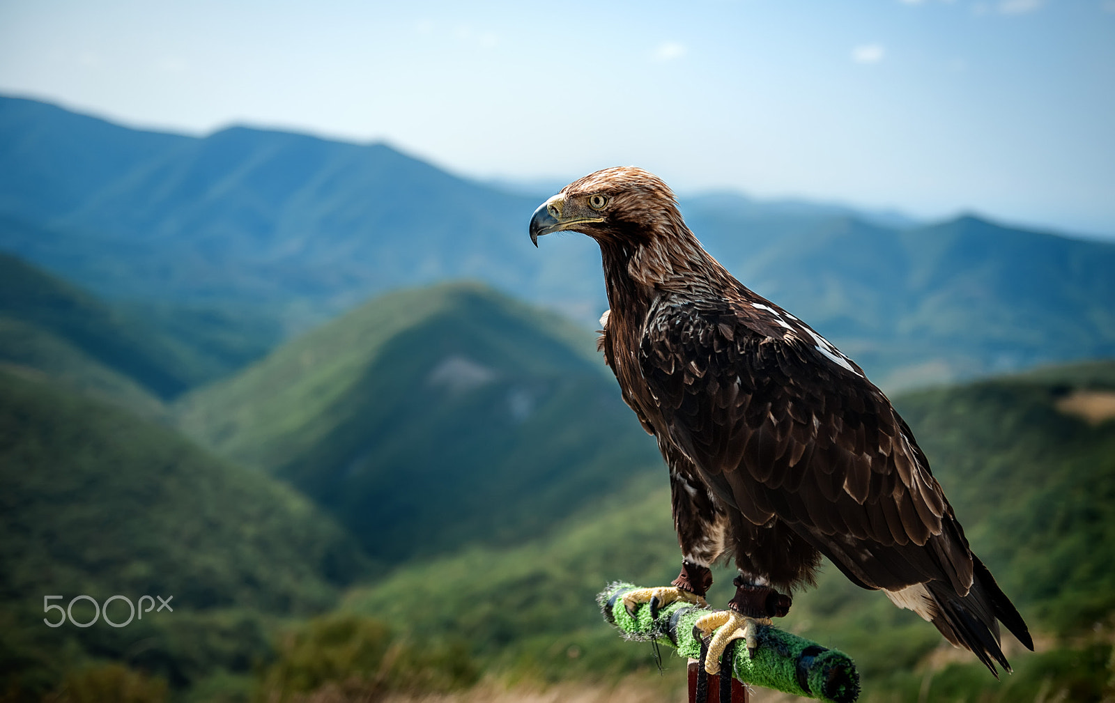 Nikon D700 sample photo. Eagle with a big beak closeup, sitting on poles in the landscape photography