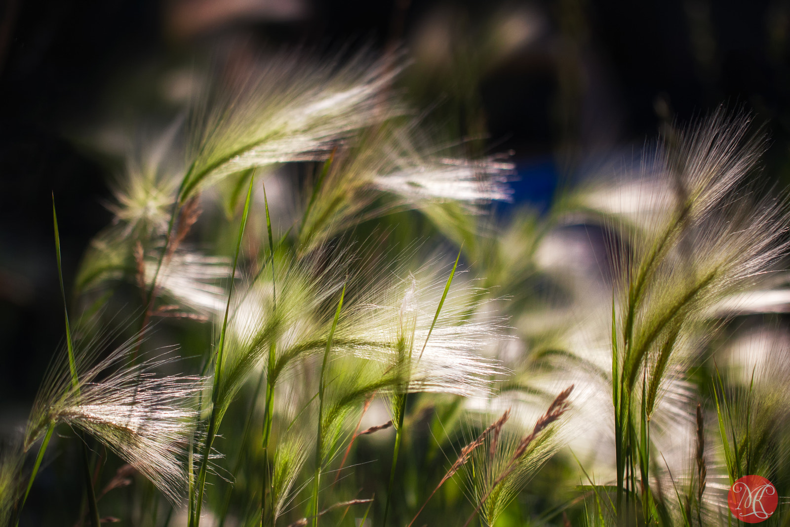 Canon EF 100mm F2.8L Macro IS USM sample photo. Summer pleasures 1 photography