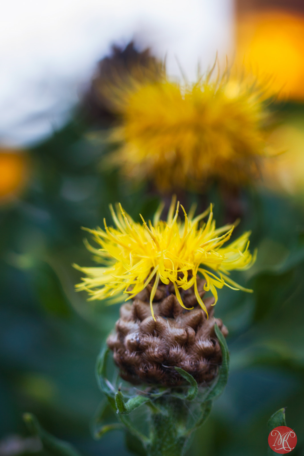 Canon EF 100mm F2.8L Macro IS USM sample photo. Summer pleasures 4 photography