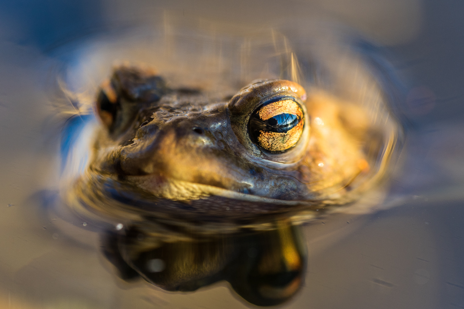 Sony FE 90mm F2.8 Macro G OSS sample photo. Erdkröte photography