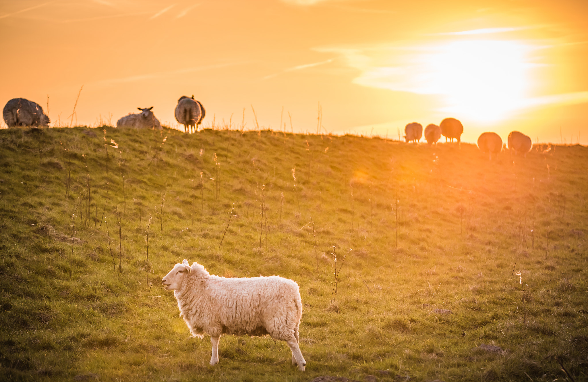Nikon D750 sample photo. Sheep in sunset photography