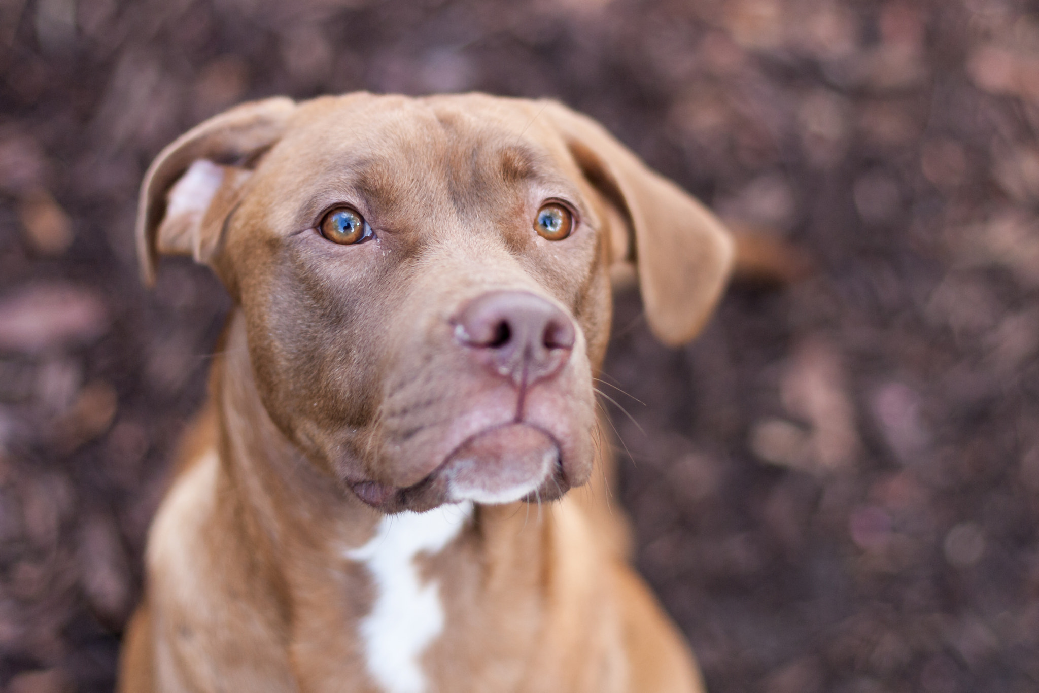 Canon EOS-1Ds Mark II sample photo. Companion animals photography