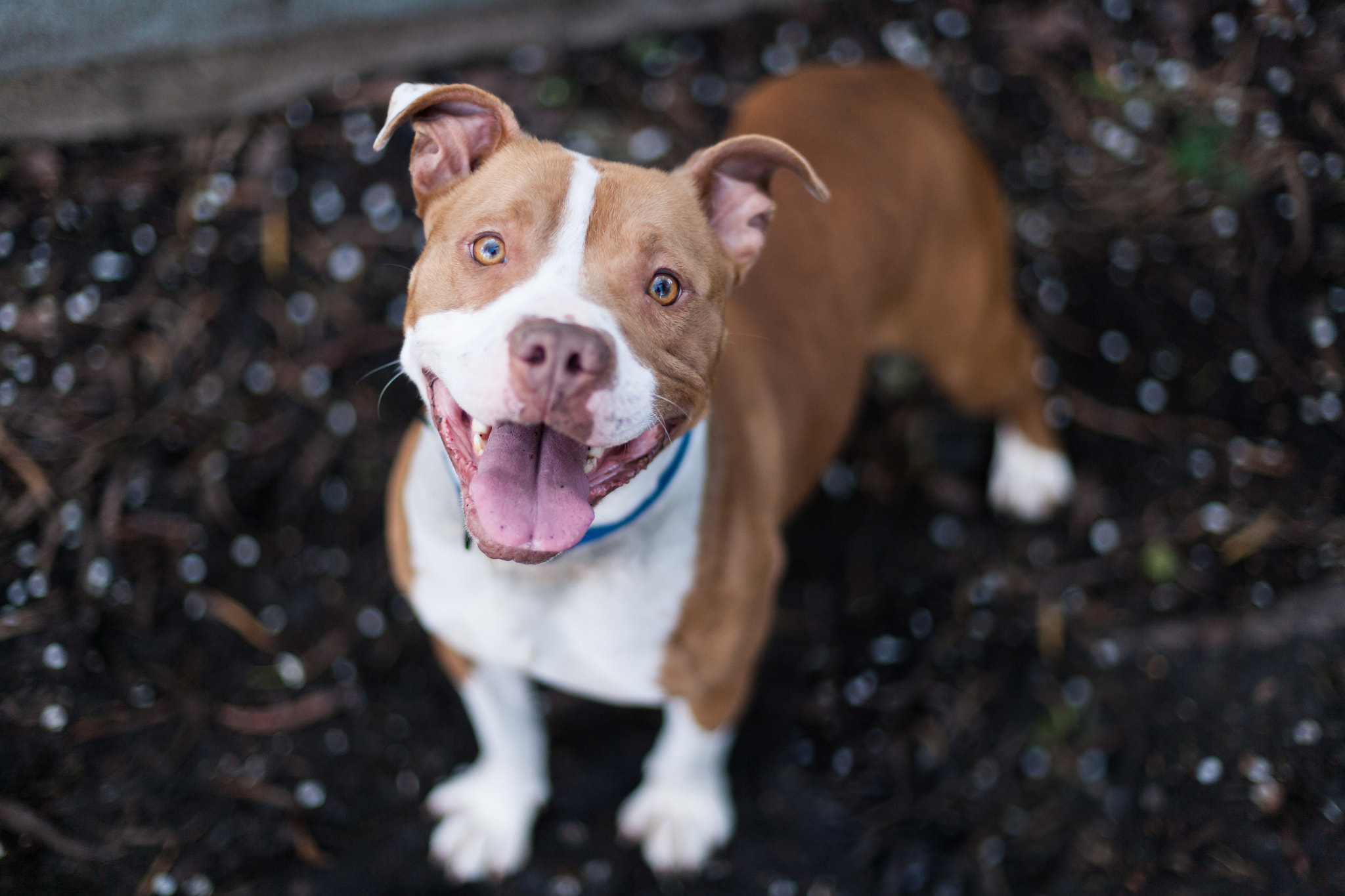 Canon EOS-1Ds Mark II sample photo. Companion animals photography
