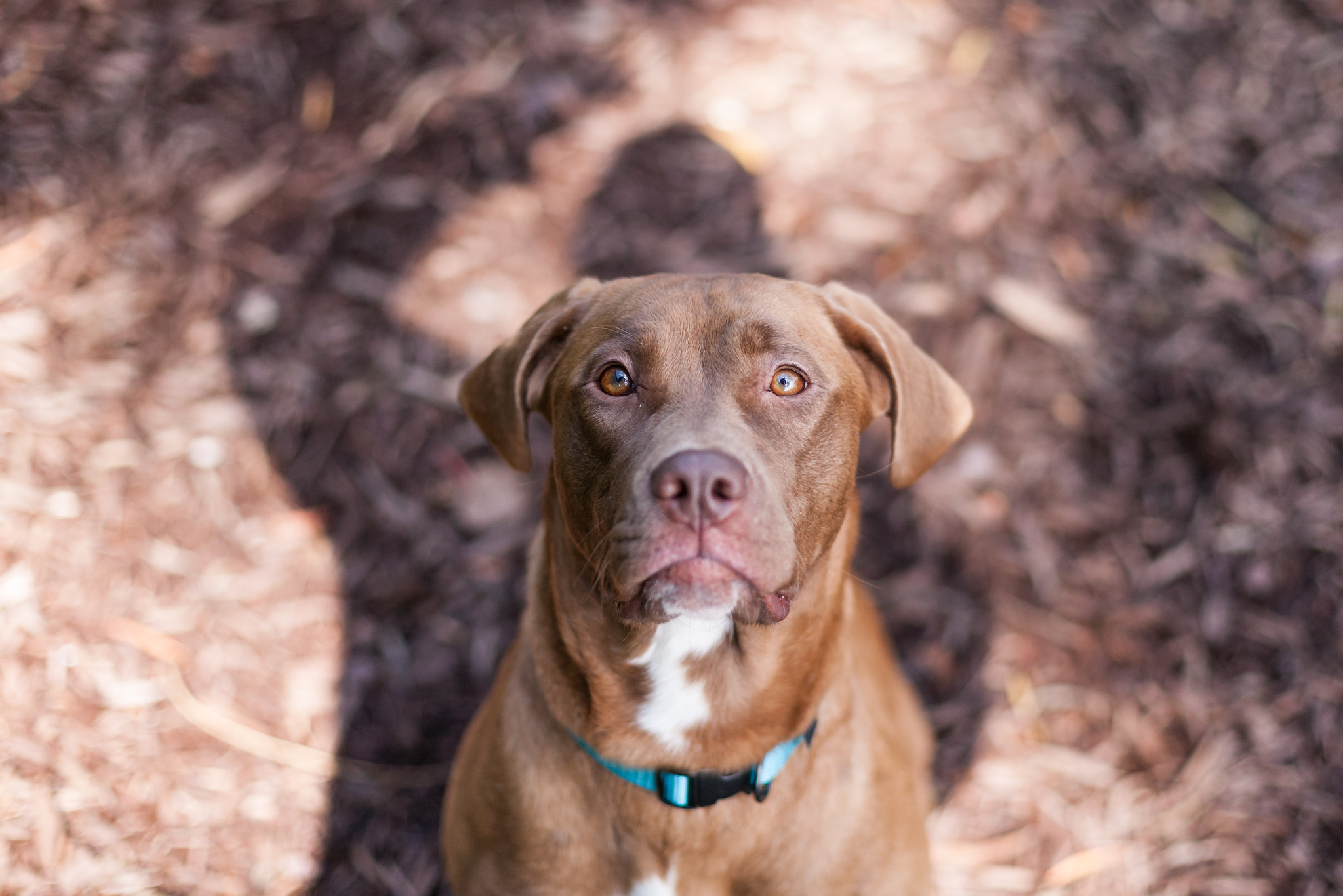 Canon EOS-1Ds Mark II sample photo. Companion animals photography