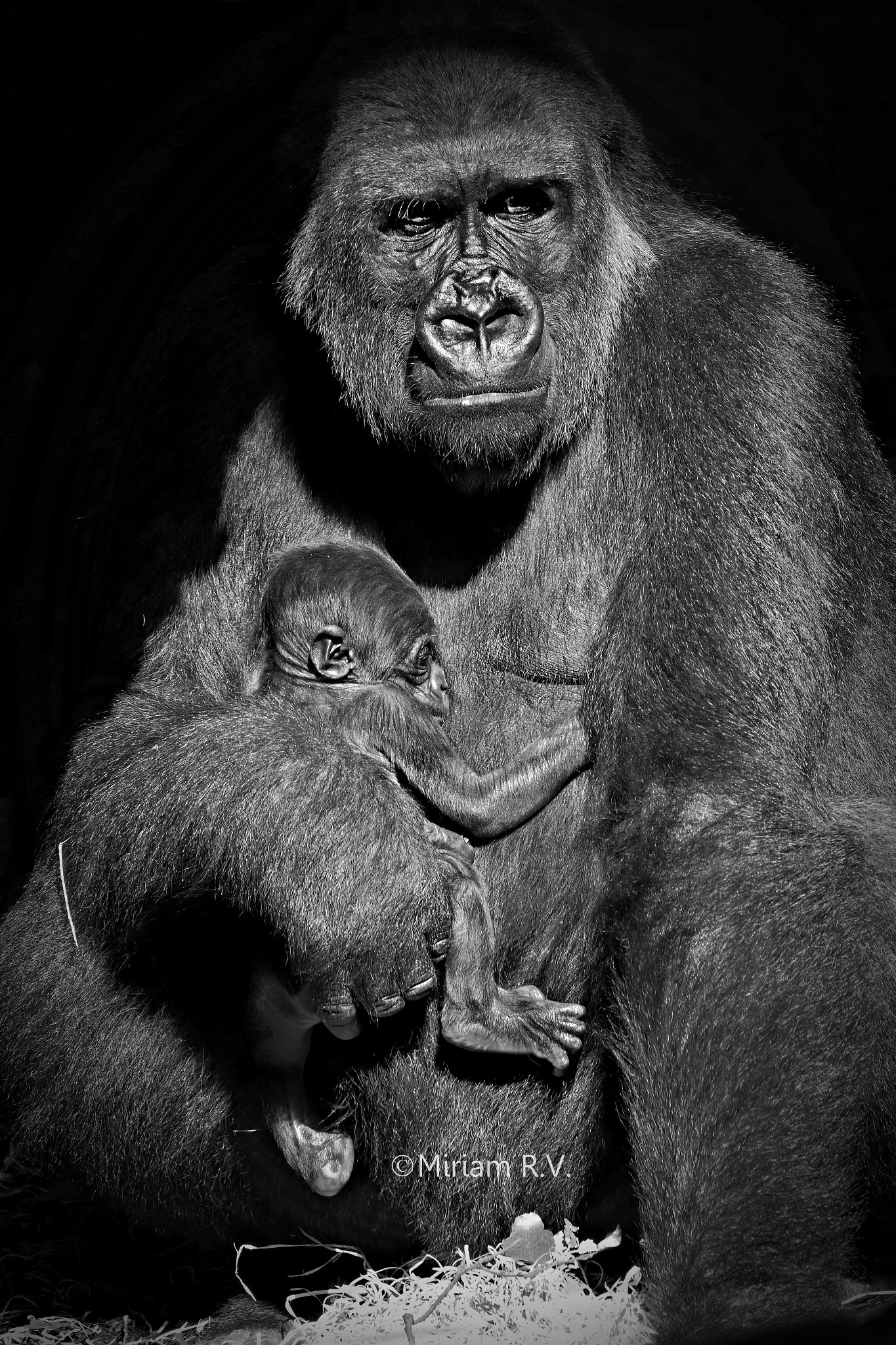 Canon EF 70-200mm F2.8L IS II USM sample photo. New baby in  cabárceno park (mom gwet) photography