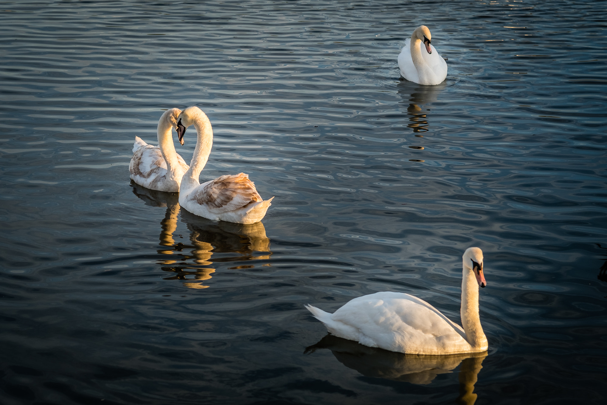 Fujifilm X-Pro2 sample photo. Swans photography