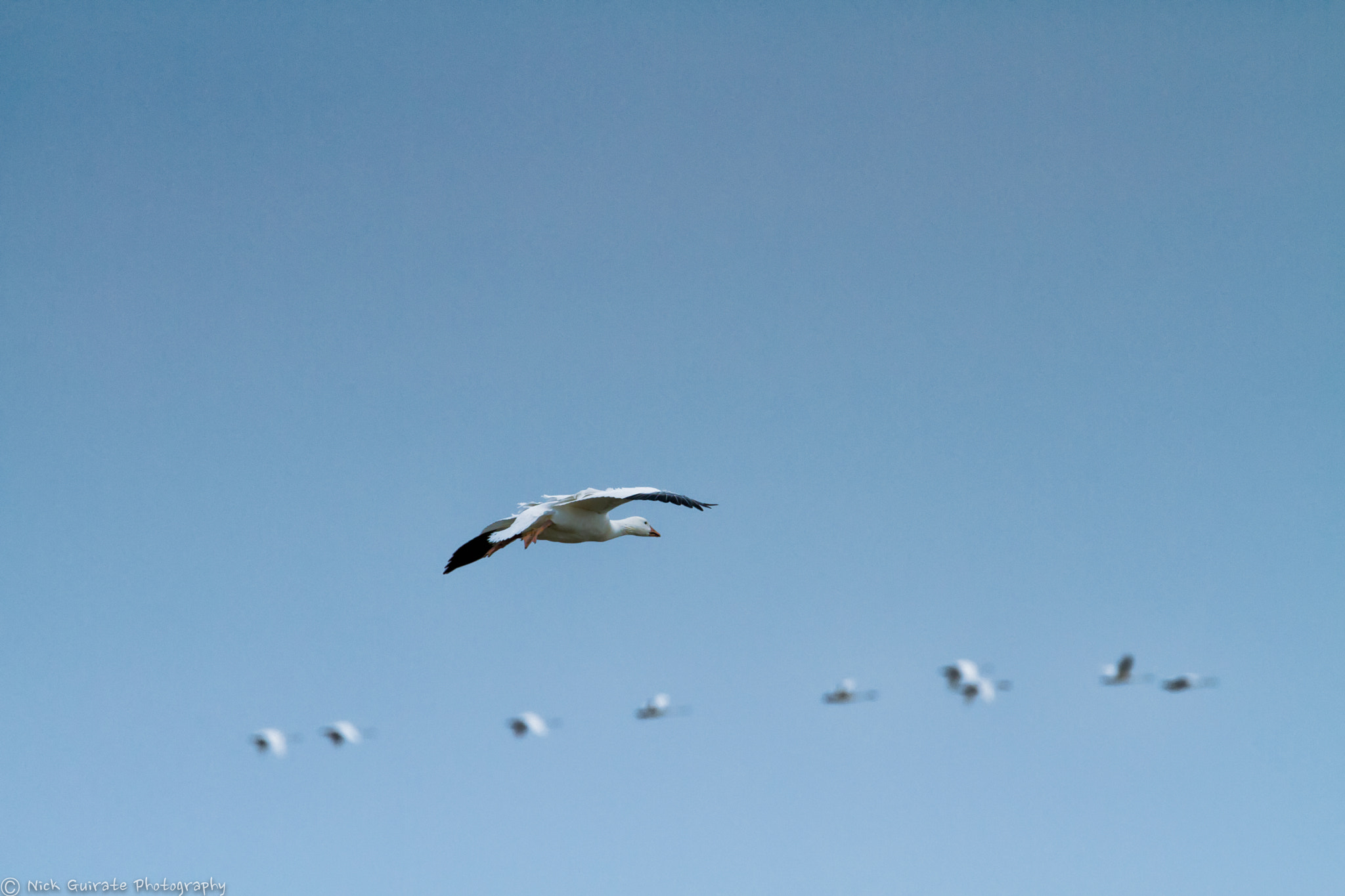 Tamron SP 150-600mm F5-6.3 Di VC USD sample photo. Snow geese on the wing photography