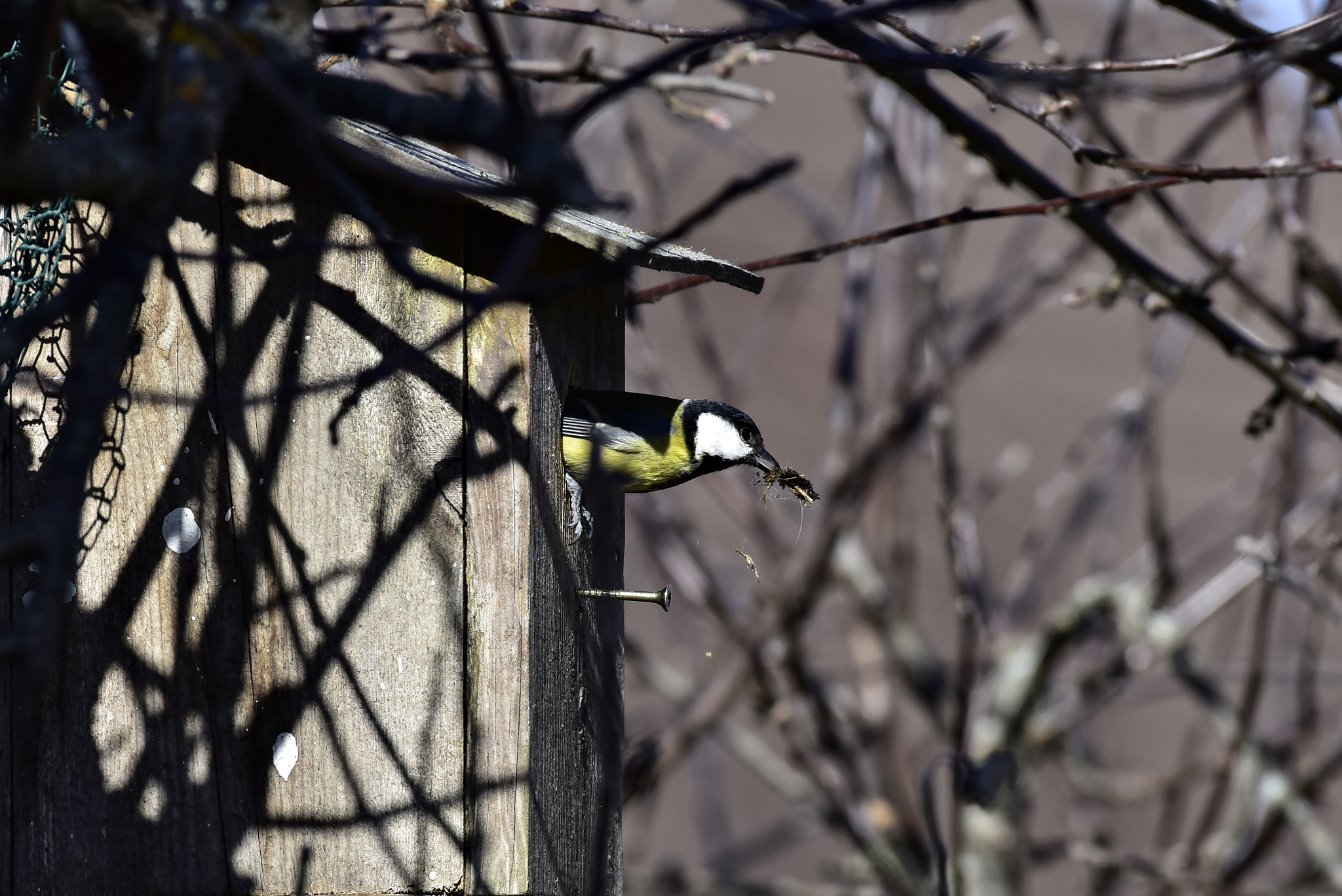 Nikon AF-S Nikkor 200-500mm F5.6E ED VR sample photo. Spring cleaning photography