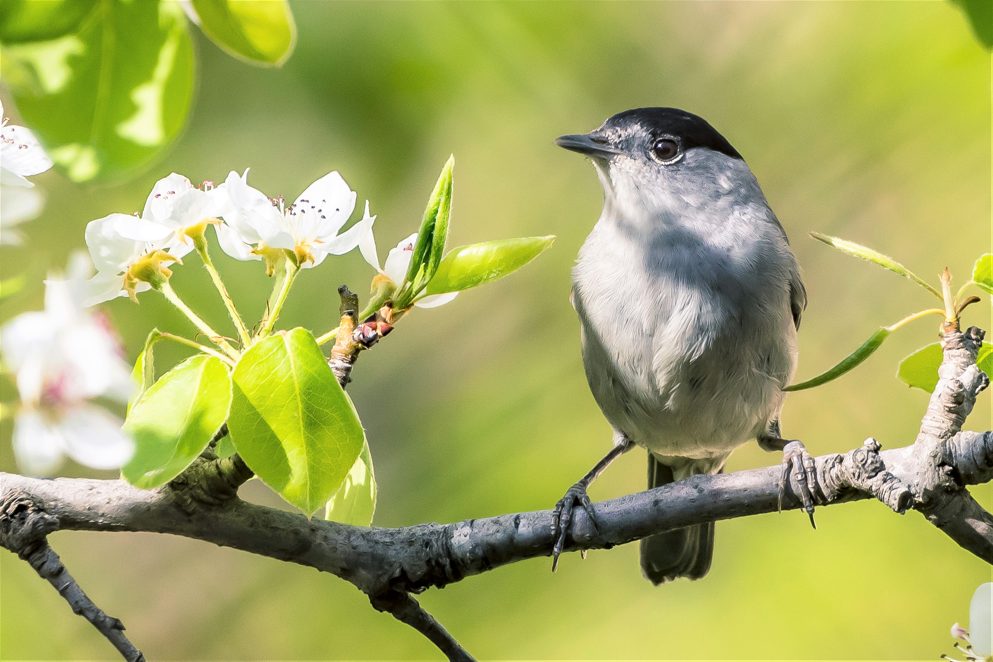 Nikon D500 + Sigma 150-600mm F5-6.3 DG OS HSM | C sample photo. Male blackcap photography