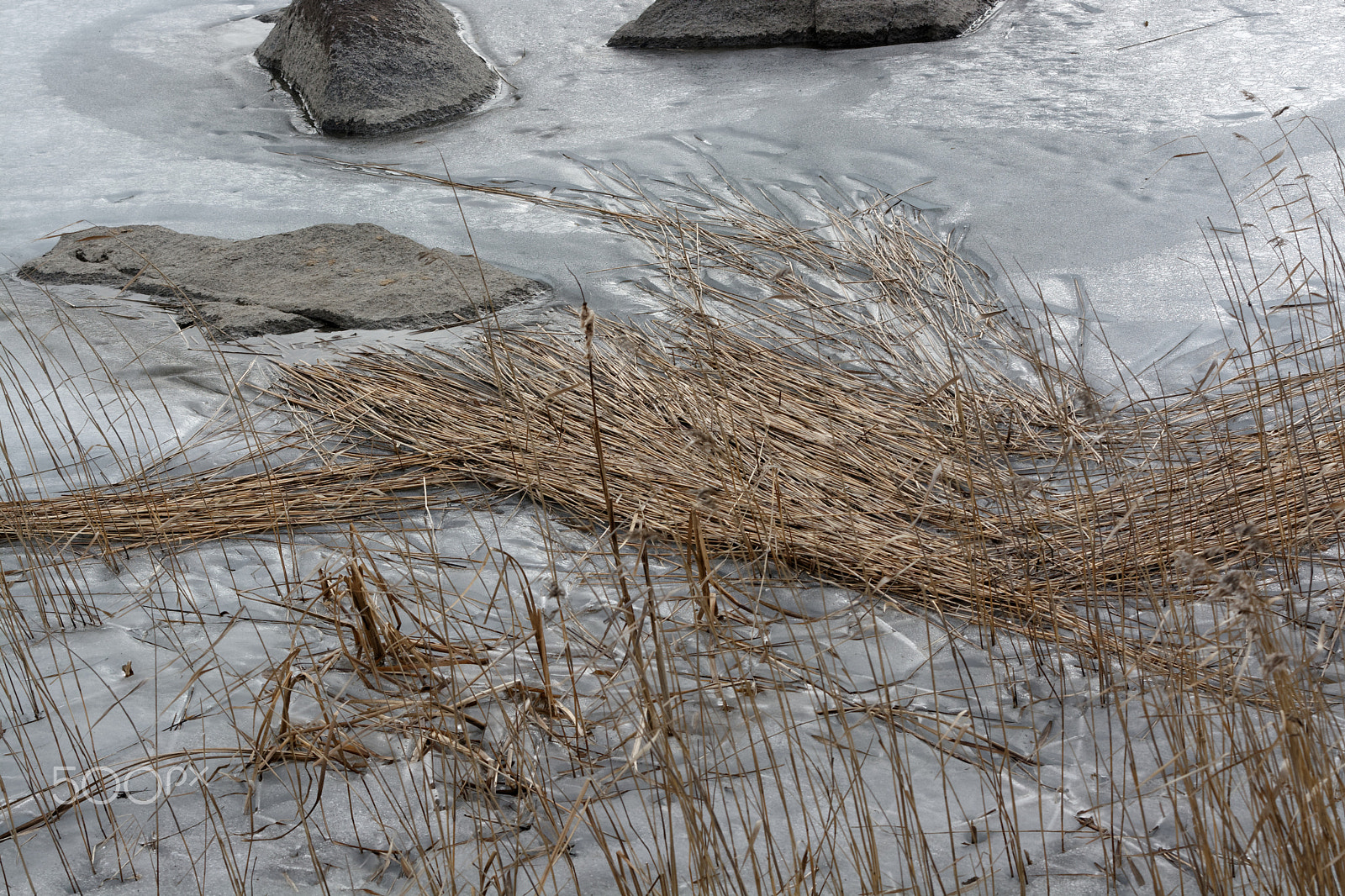 Nikon AF-S Nikkor 70-200mm F4G ED VR sample photo. Reeds photography