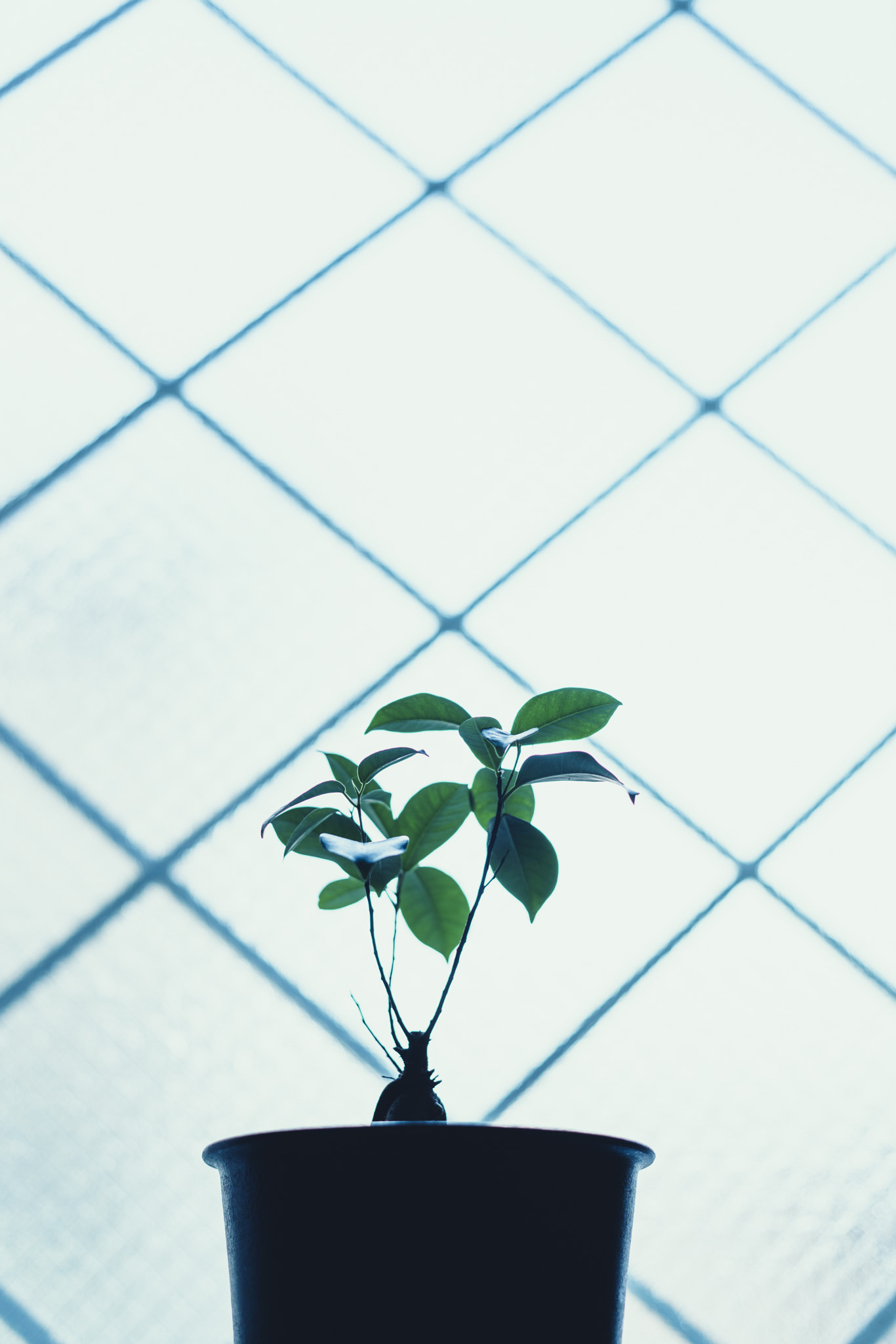 E 50mm F2 sample photo. Banyan photography