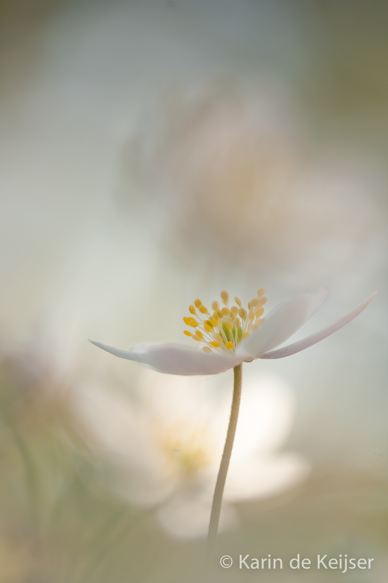 Nikon AF-S Micro-Nikkor 105mm F2.8G IF-ED VR sample photo. Springflower... photography